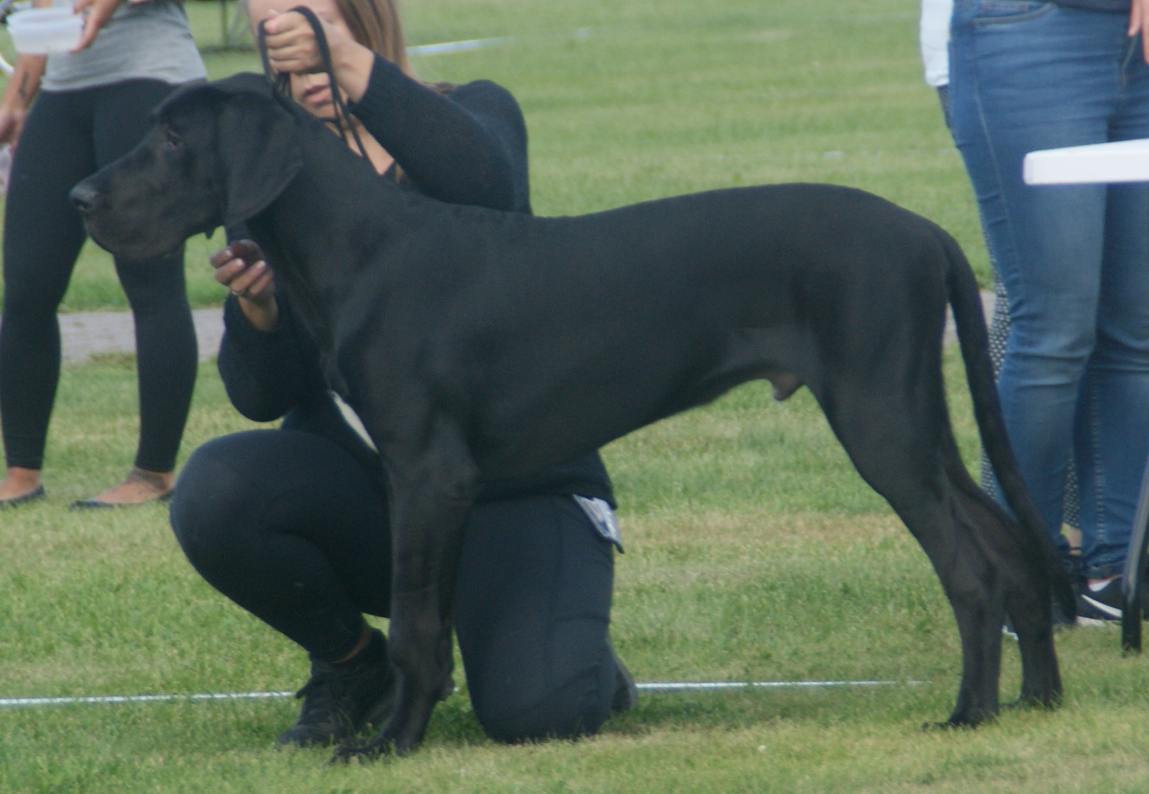Great Dane