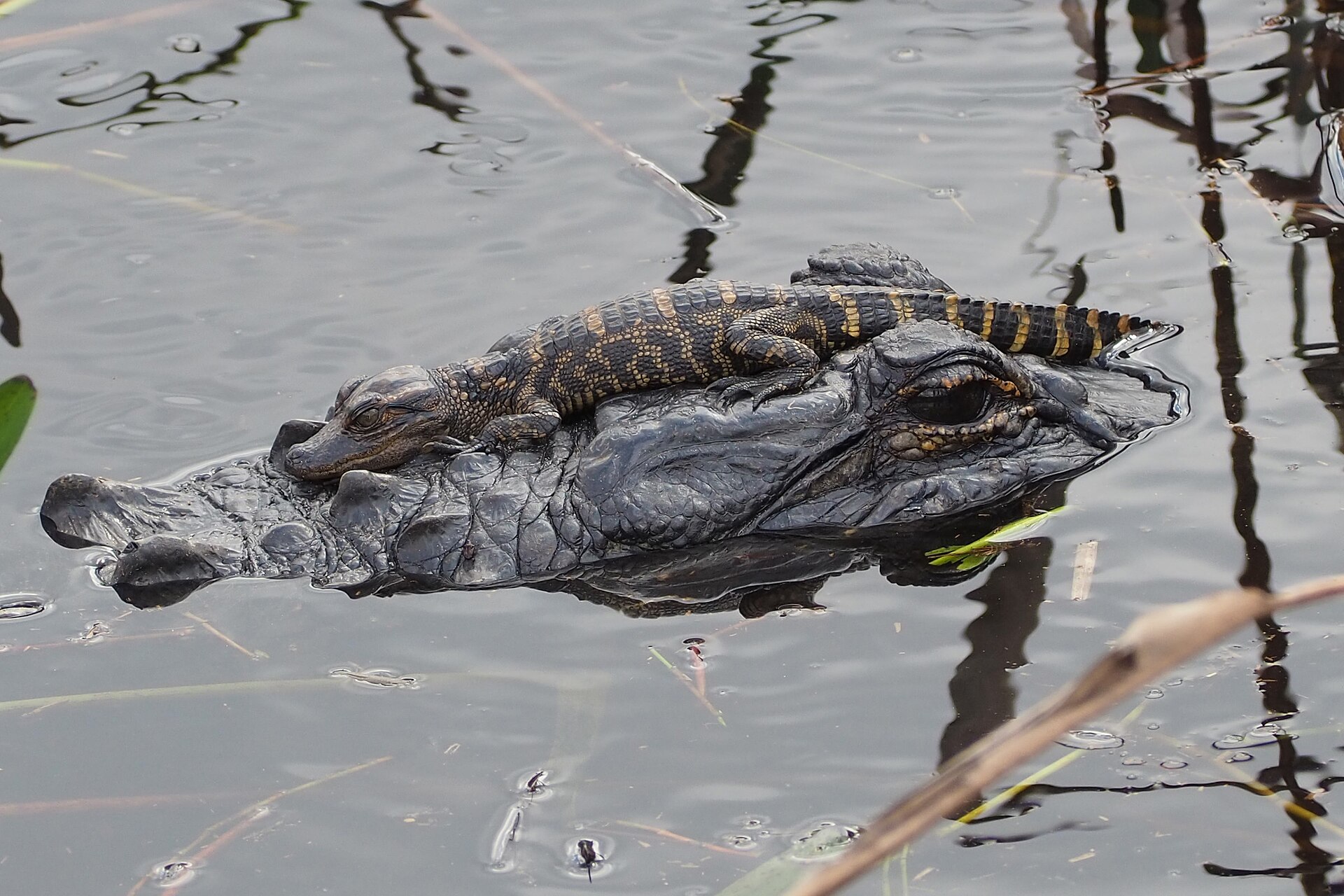 American Alligator