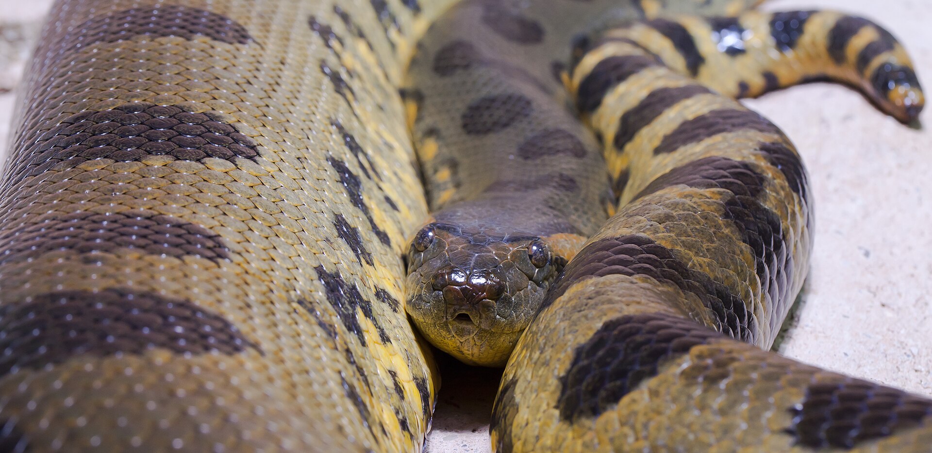 Anaconda Vert