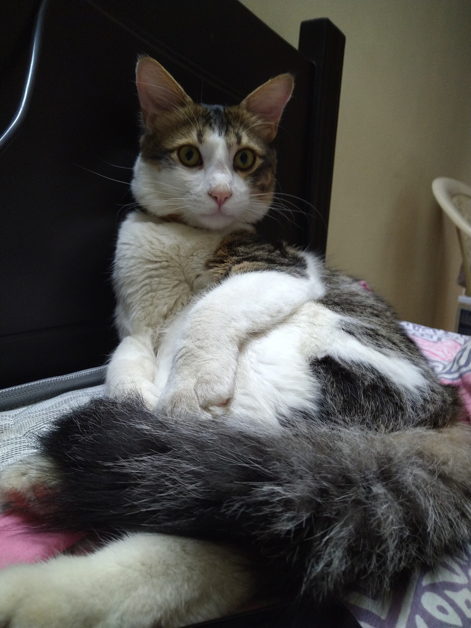 Turkish Angora