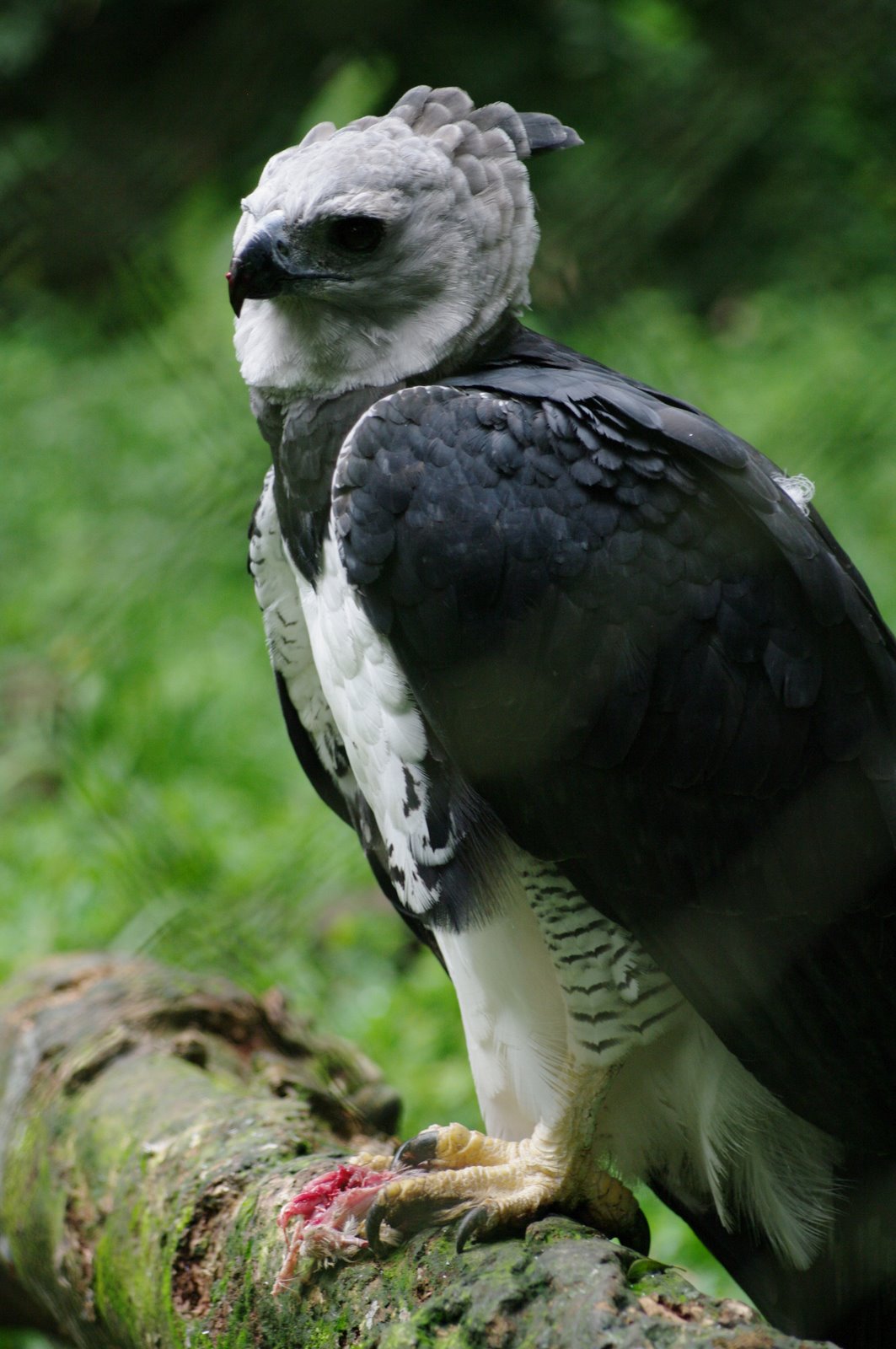 Águila Harpía