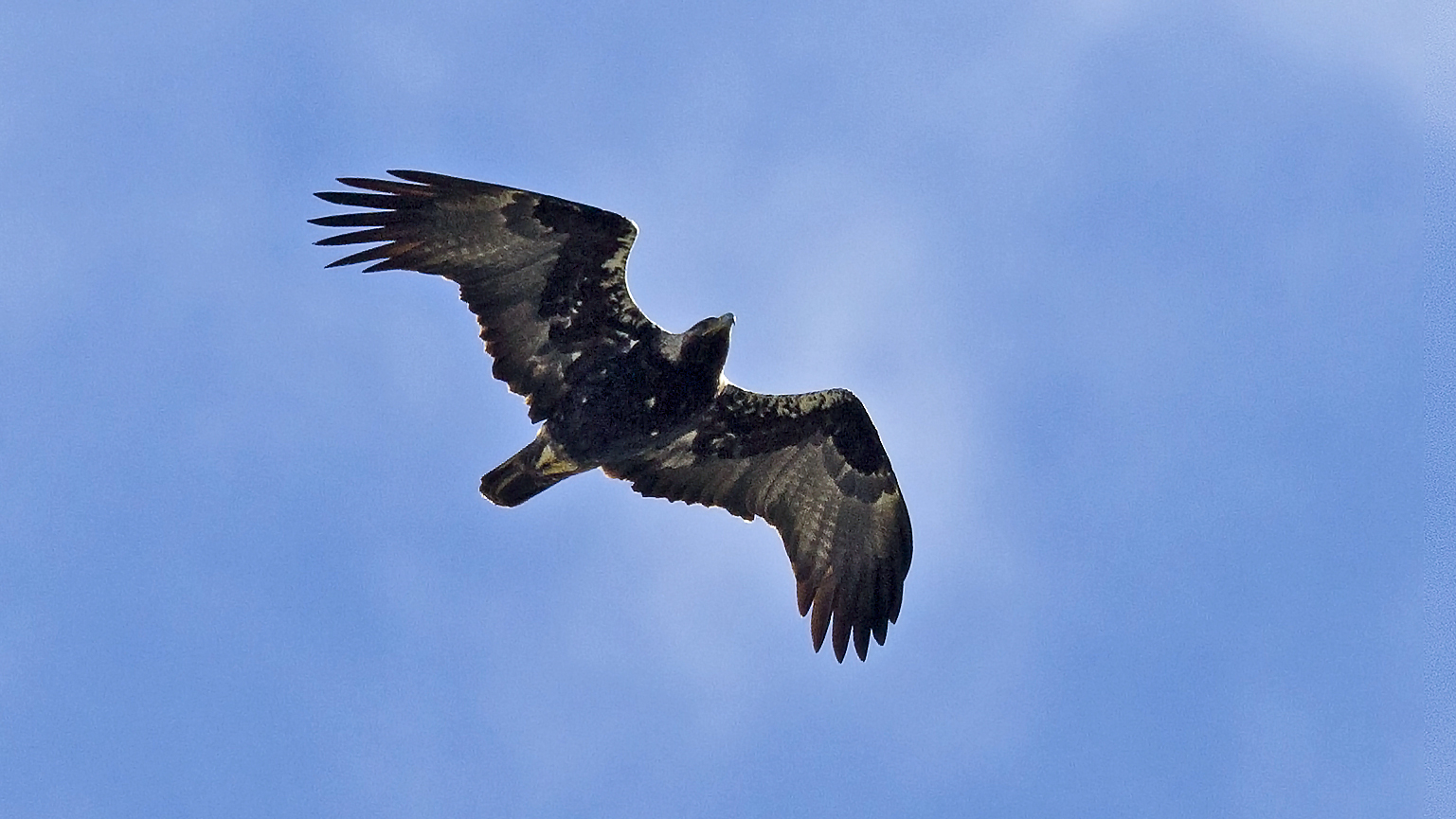 Águila Imperial Ibérica