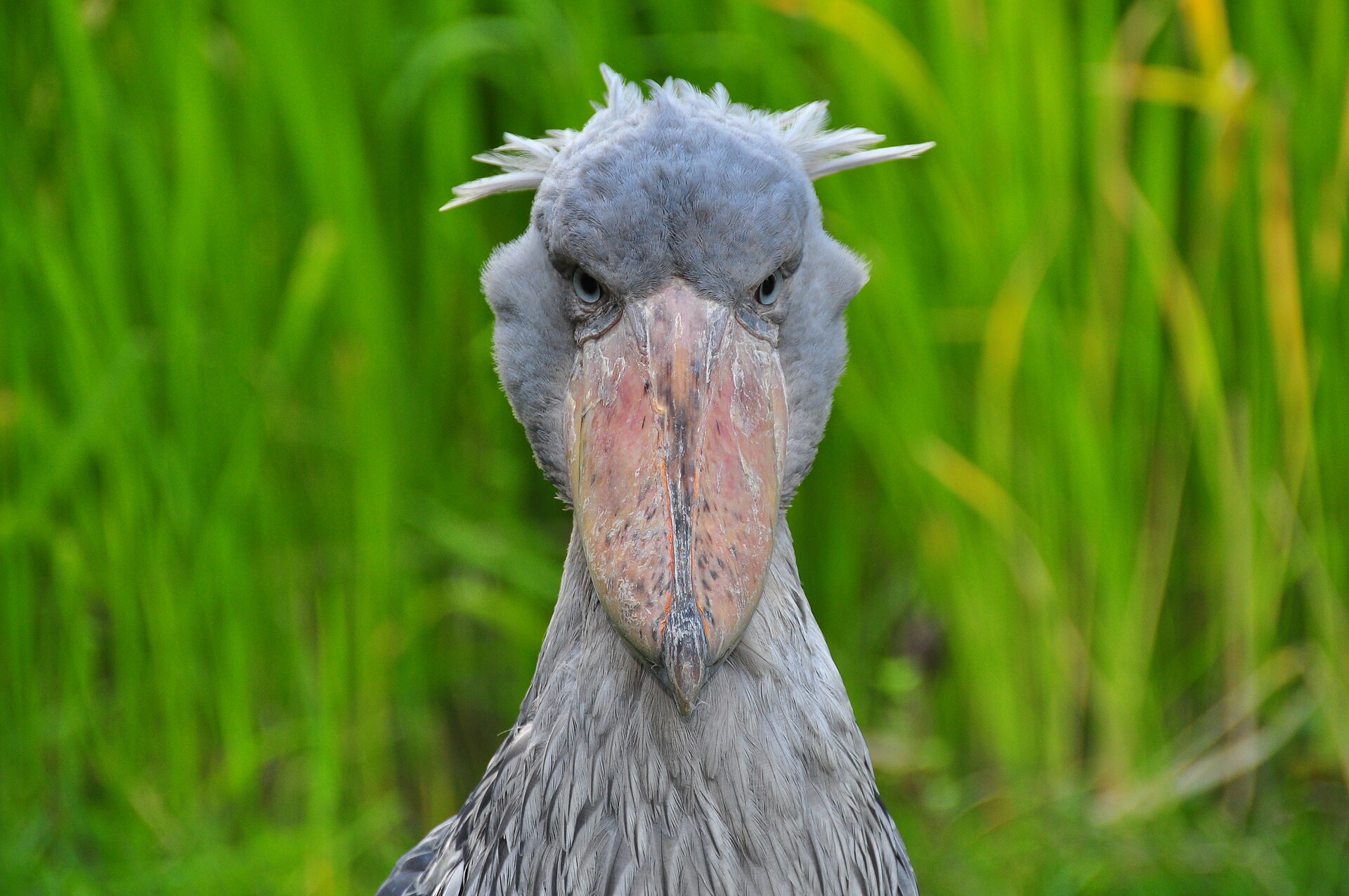 Picozapato