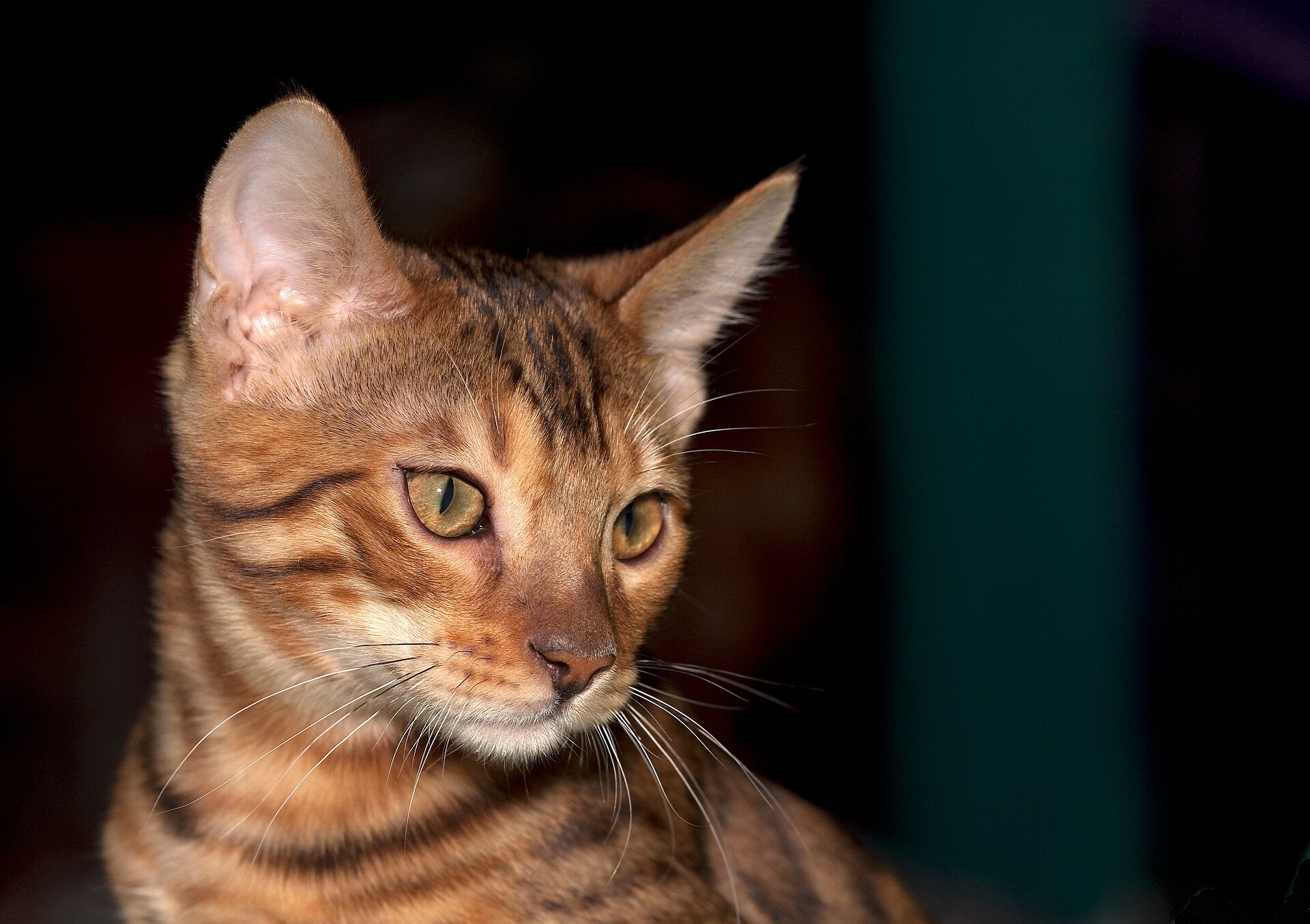 Bengalkatze