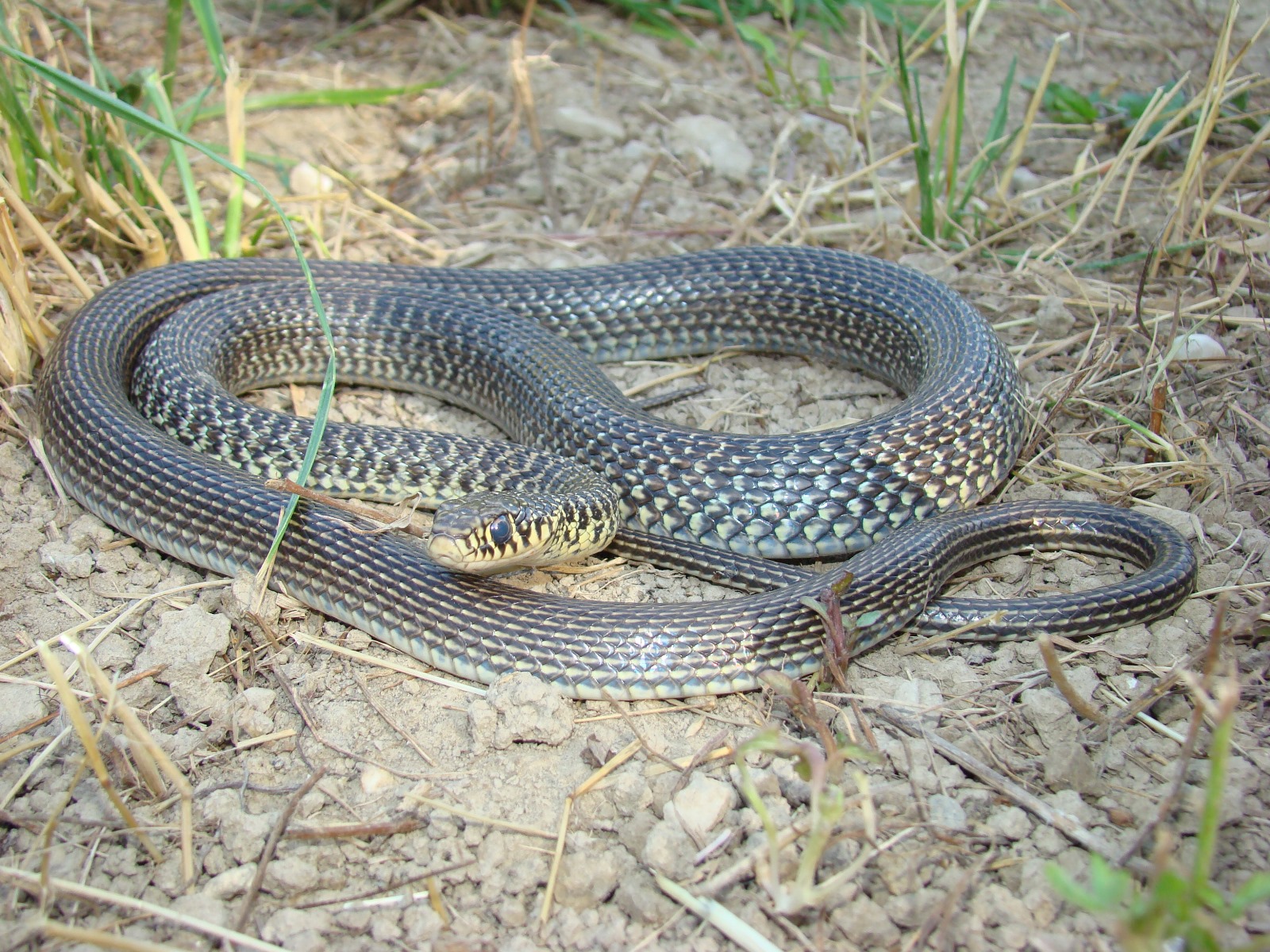 Culebra Verdiamarilla