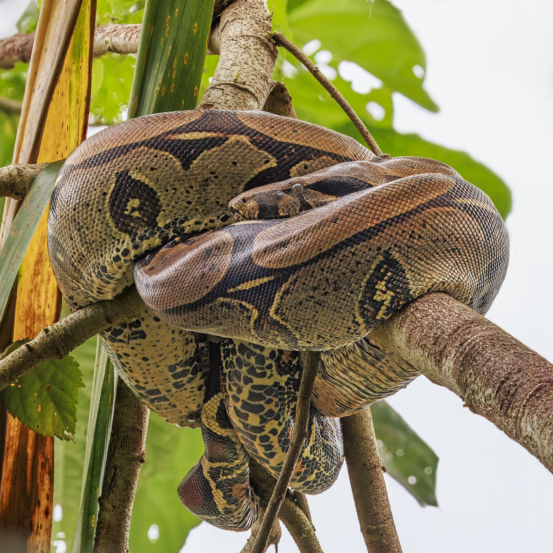 Boa Constrictor
