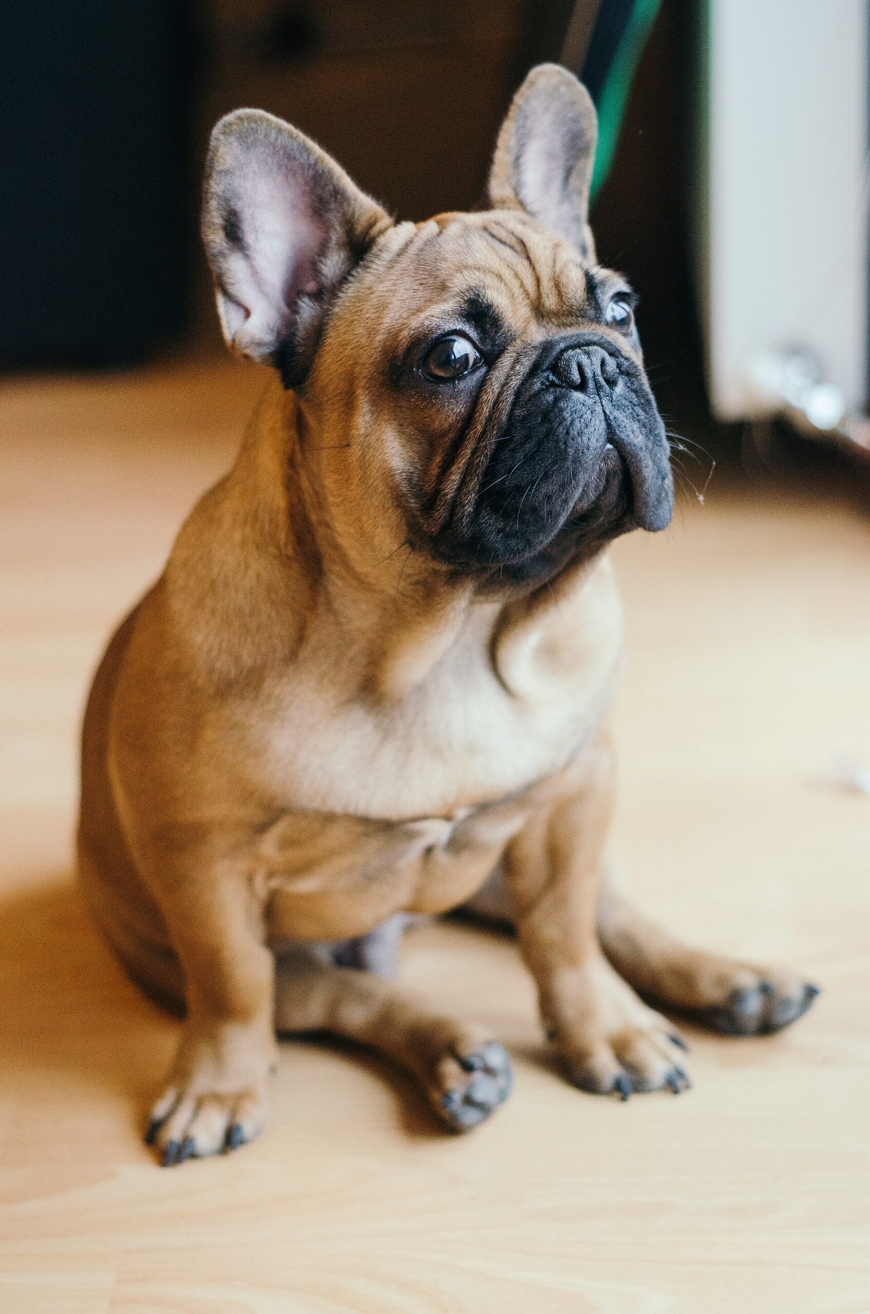 Englische Bulldogge
