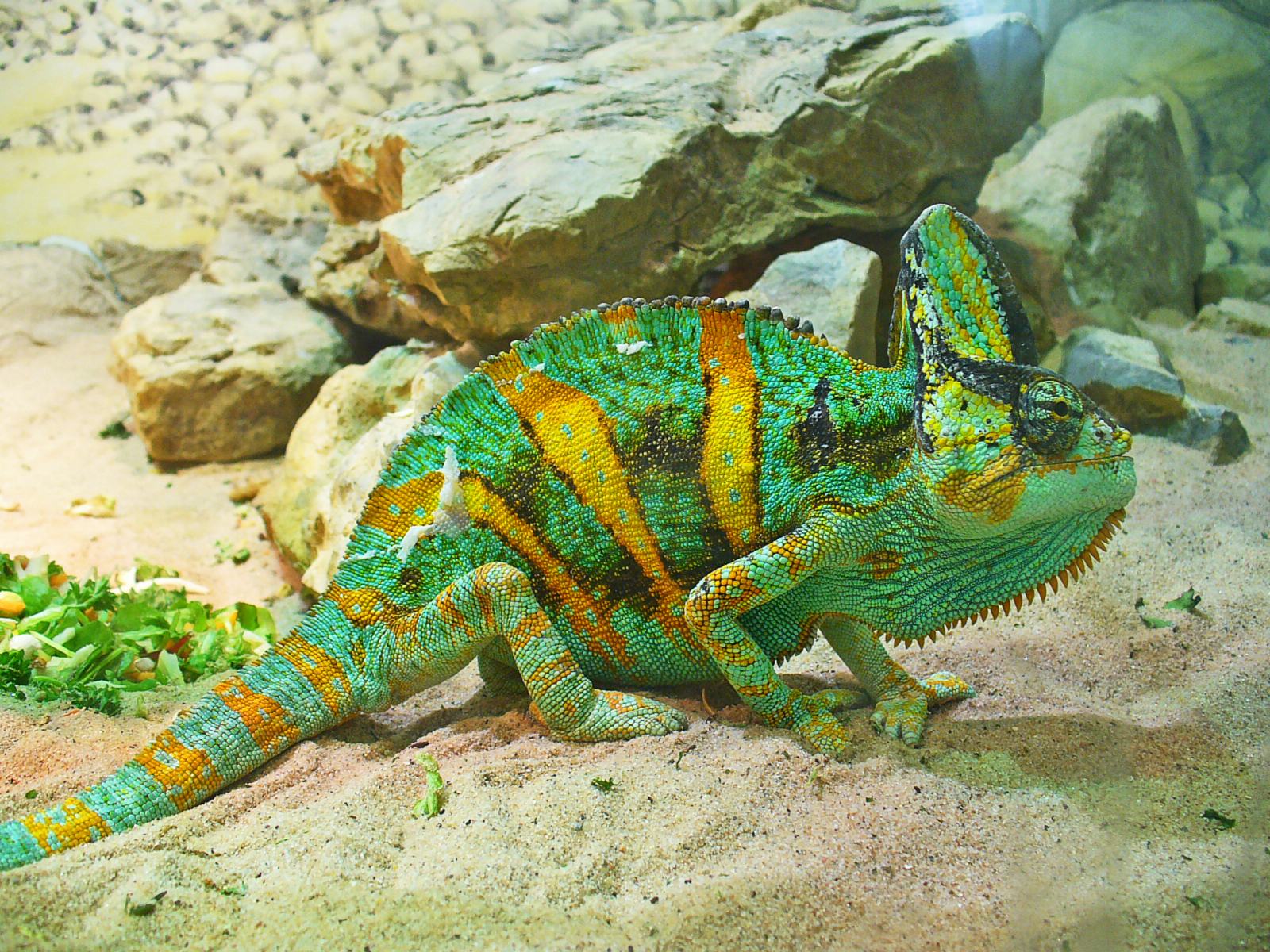 Caméléon Casqué du Yémen