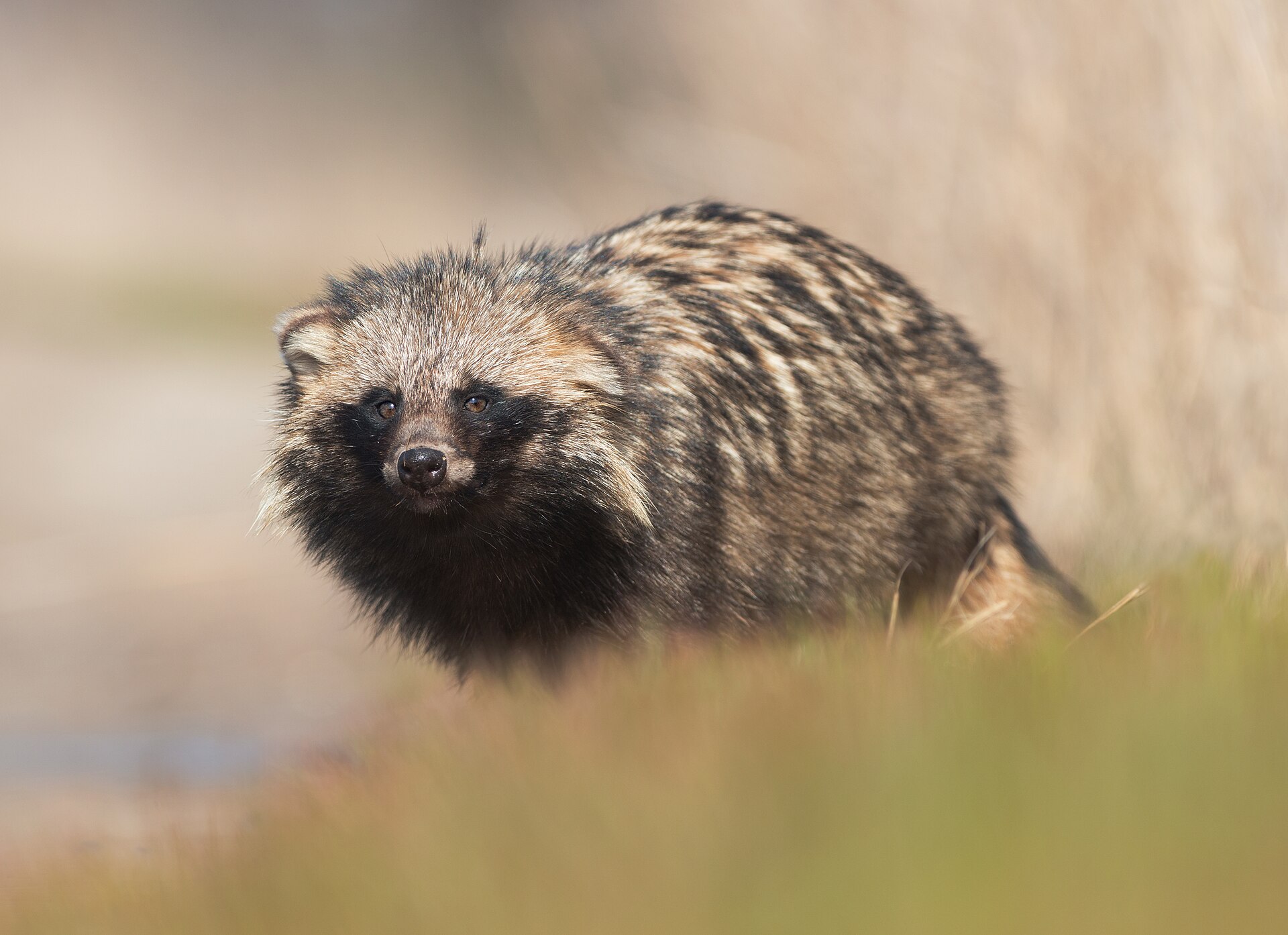 Marderhund (Tanuki)