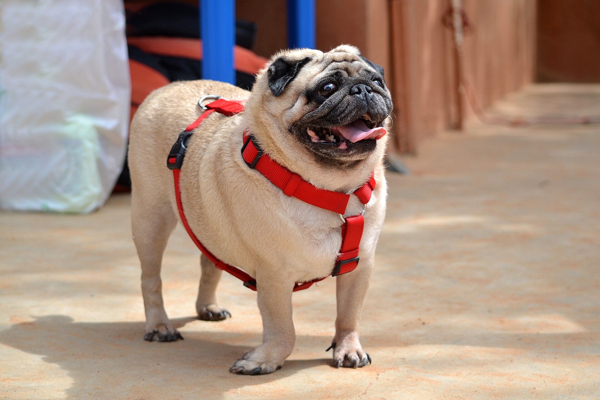 Mops
