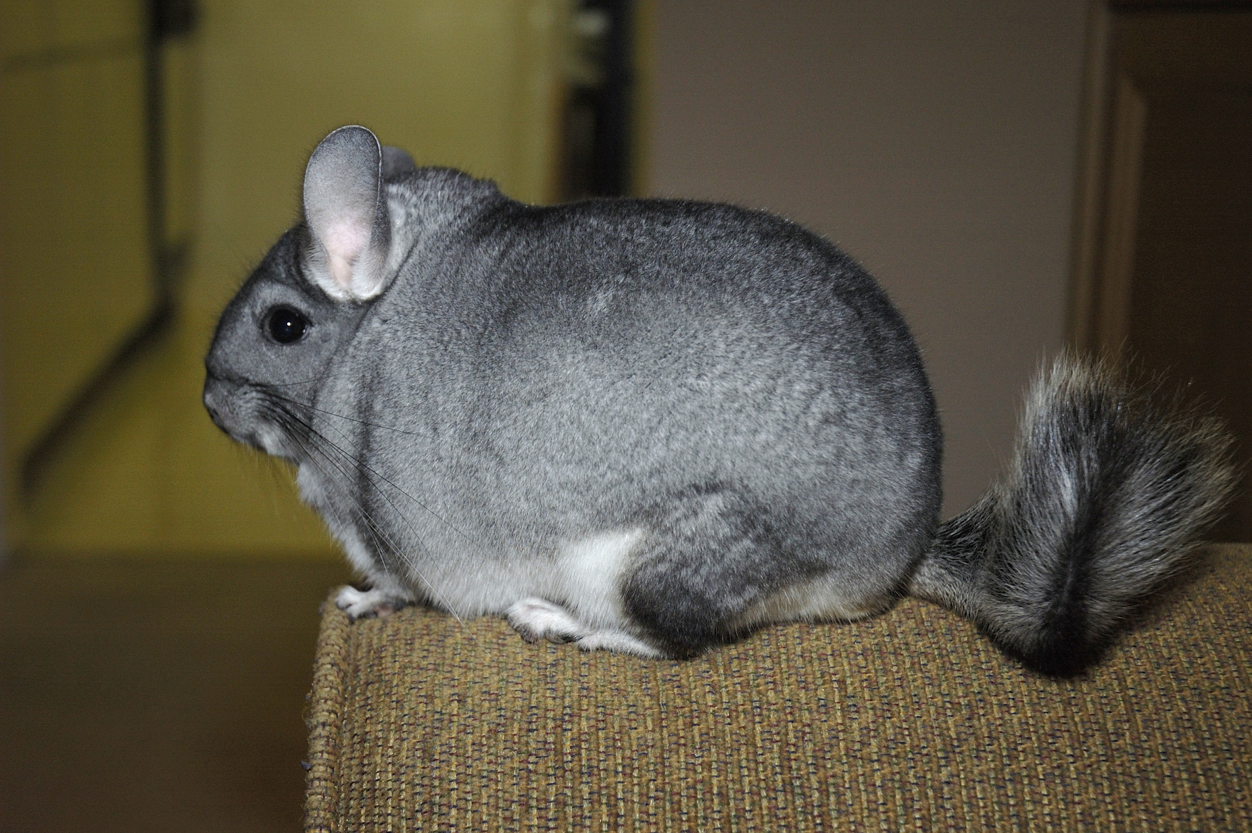 Langschwanz-Chinchilla