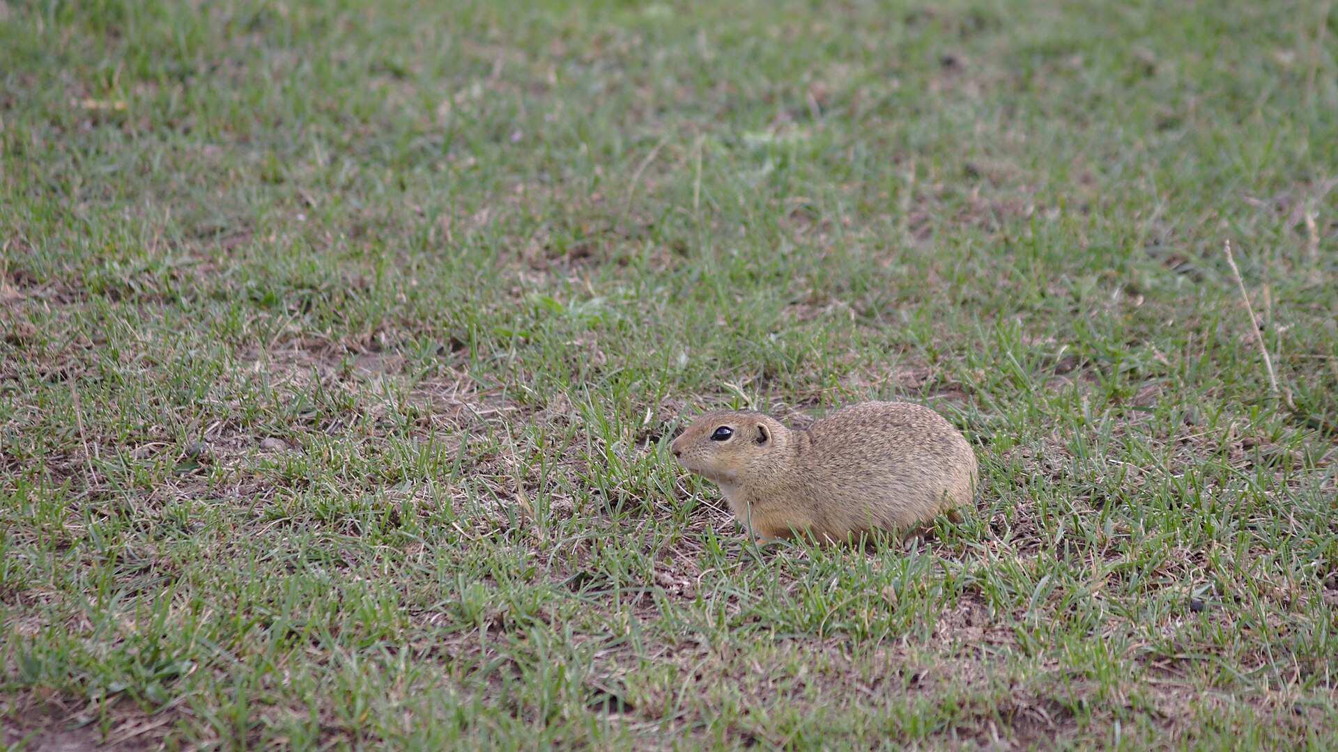 European Ground Squirrel