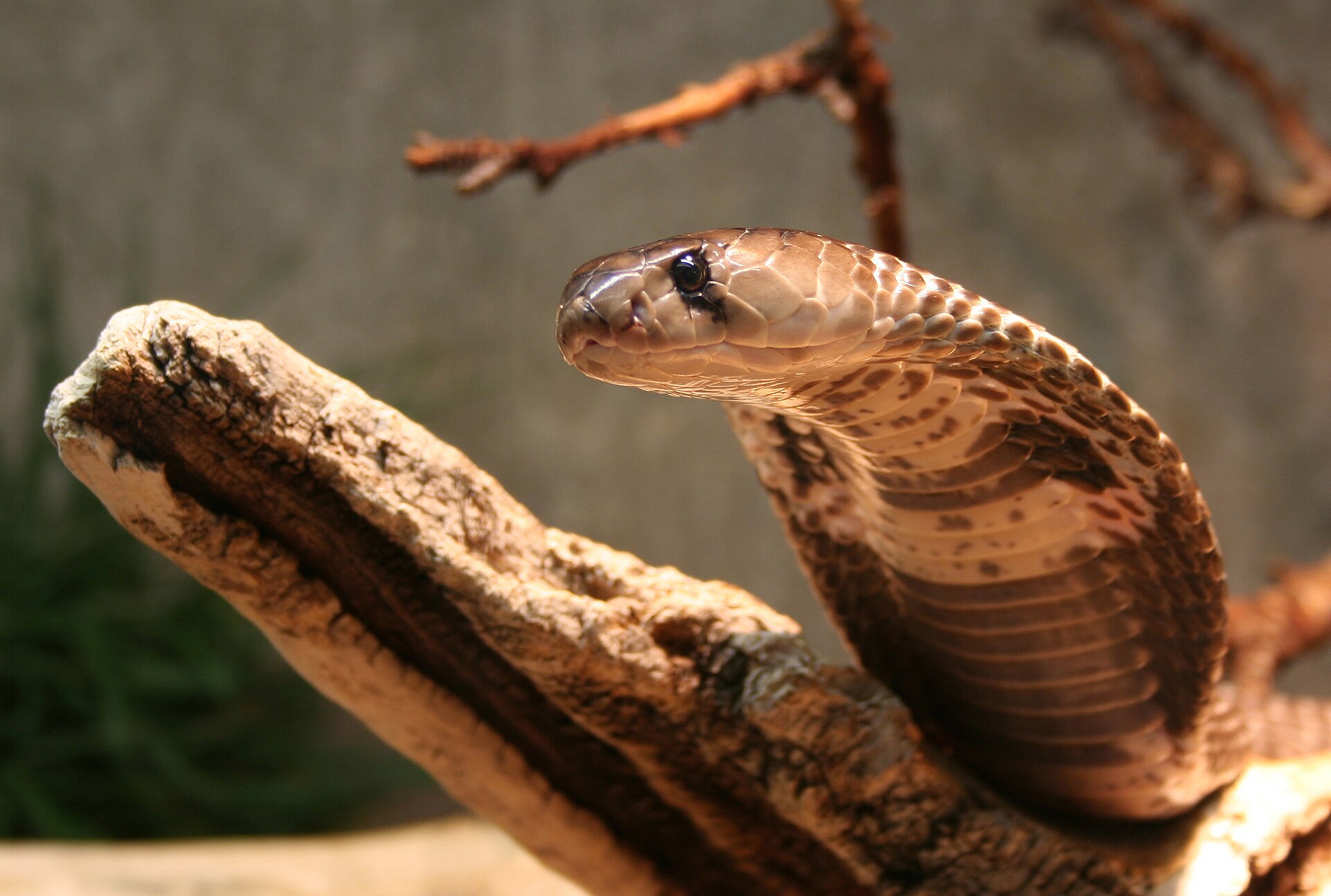 Indische Kobra