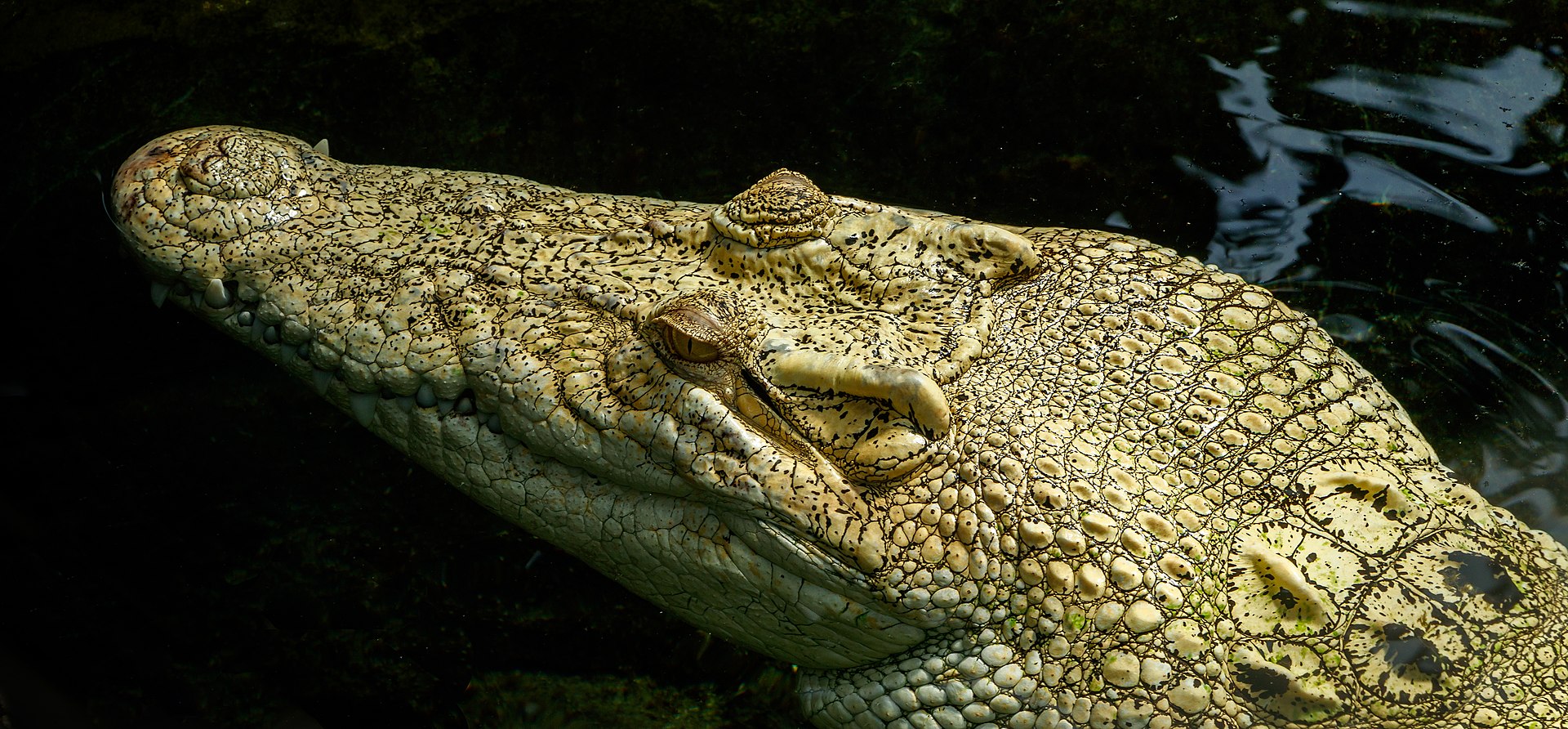 Crocodile marin