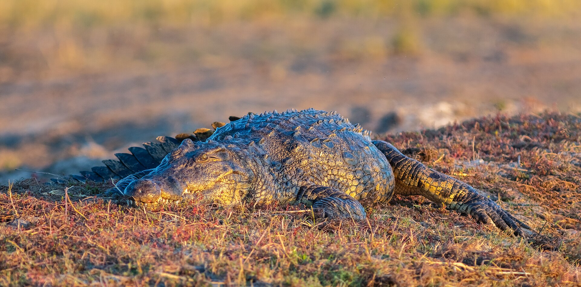 Nilkrokodil