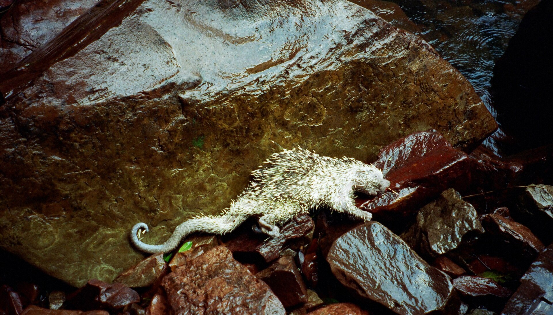 Greifstachler