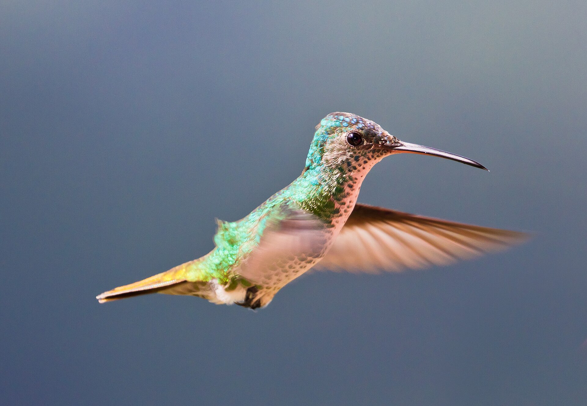 Colibrí