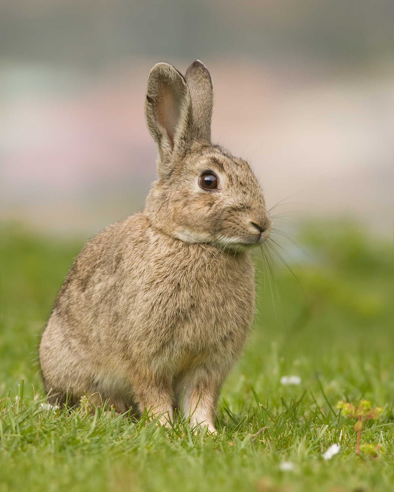 Conejo Europeo Silvestre