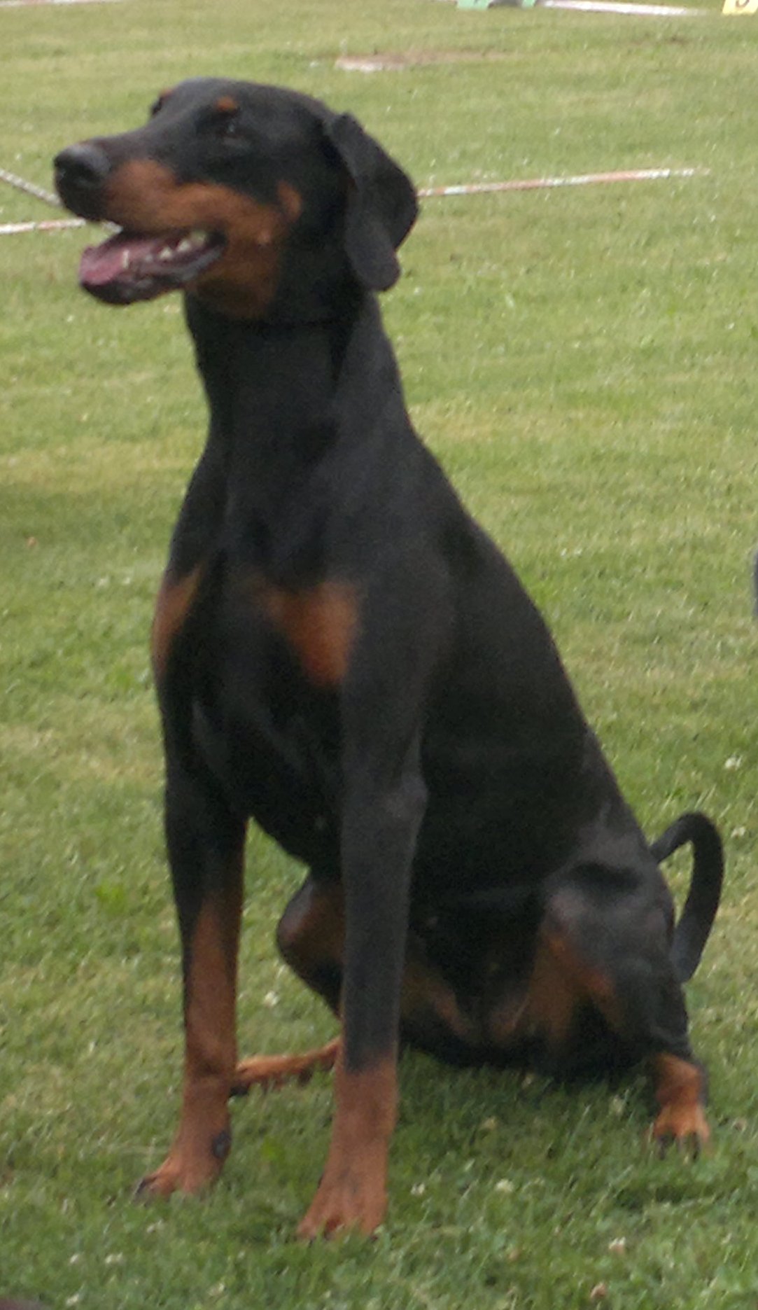 Dobermann