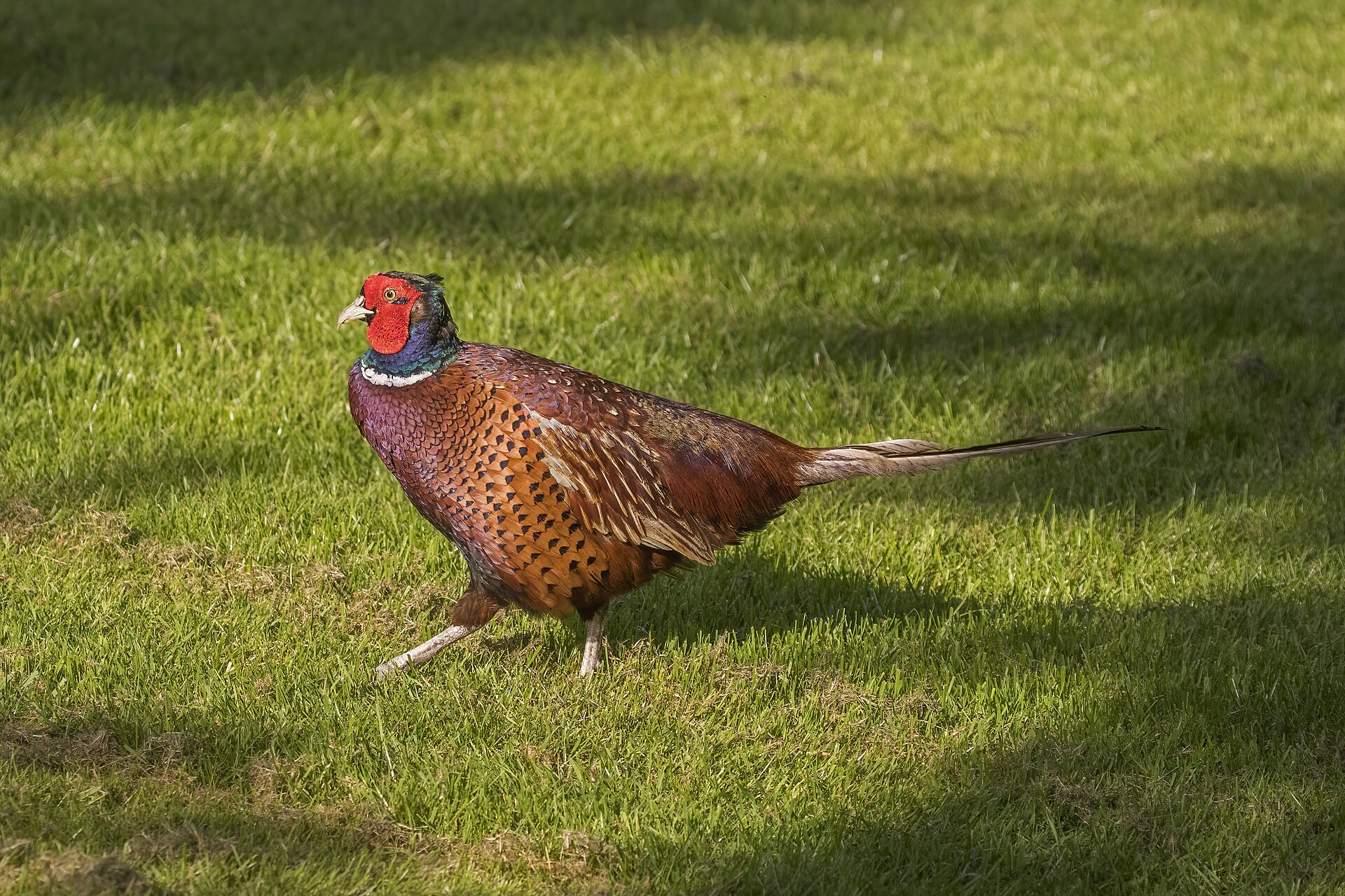 Common Pheasant