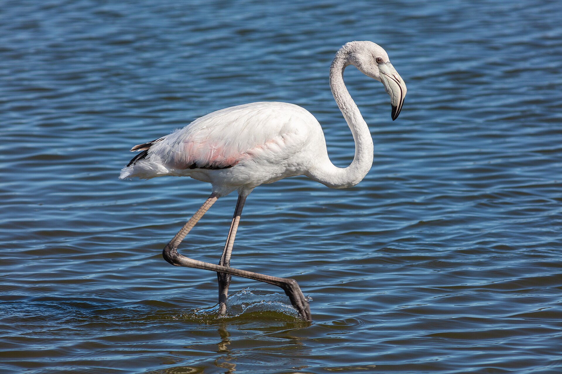 Fenicottero Rosa