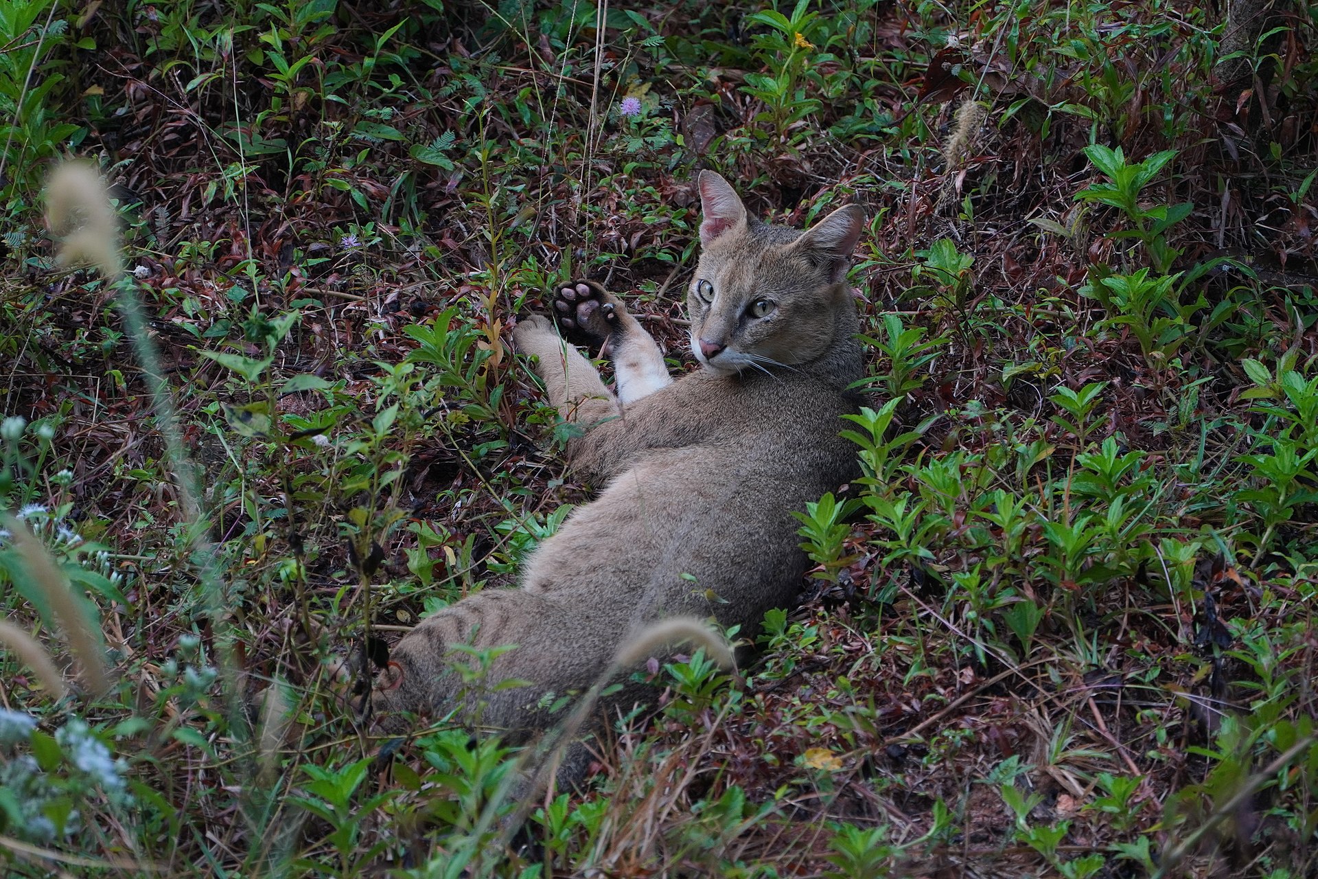 Rohrkatze