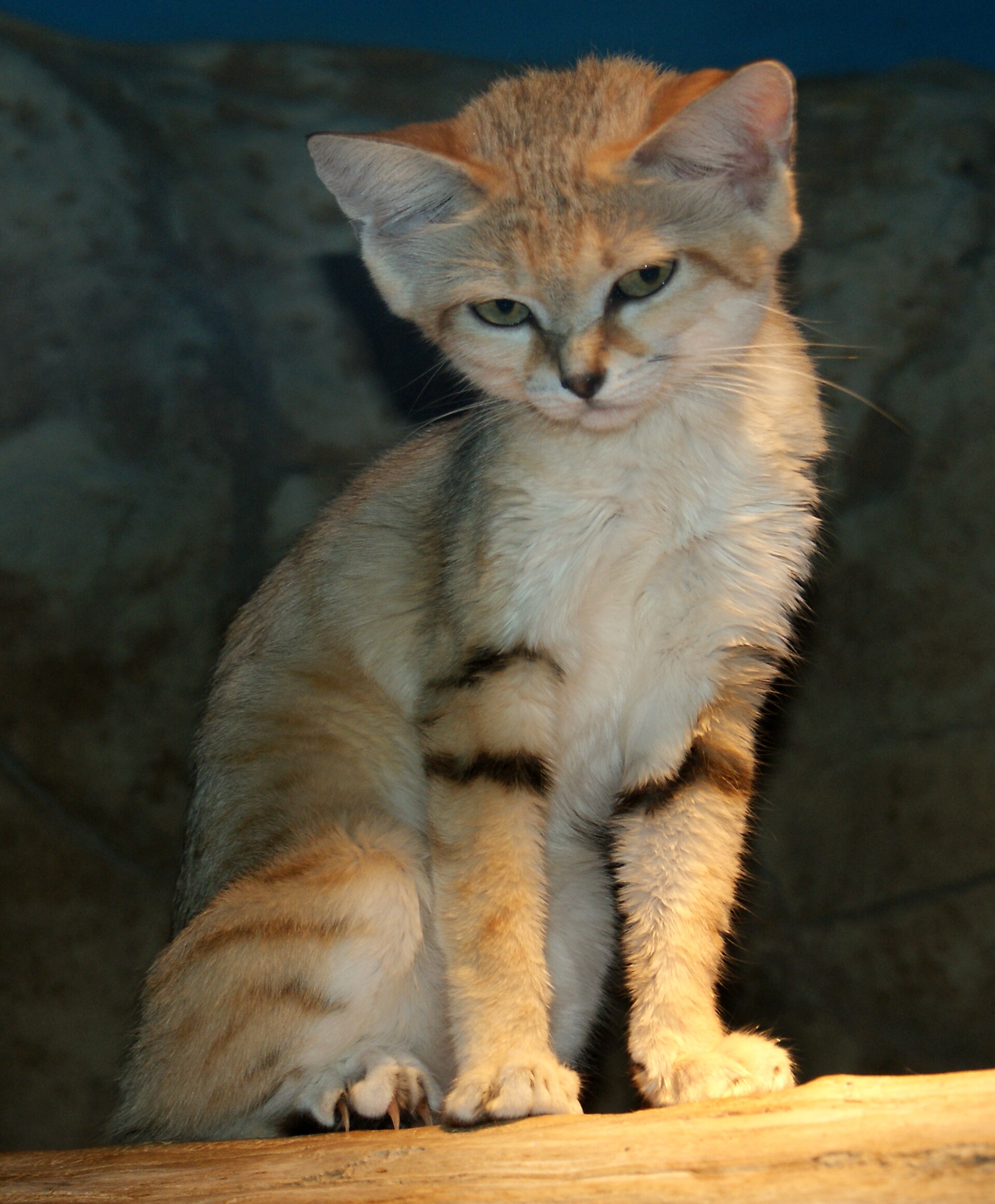 Chat des sables