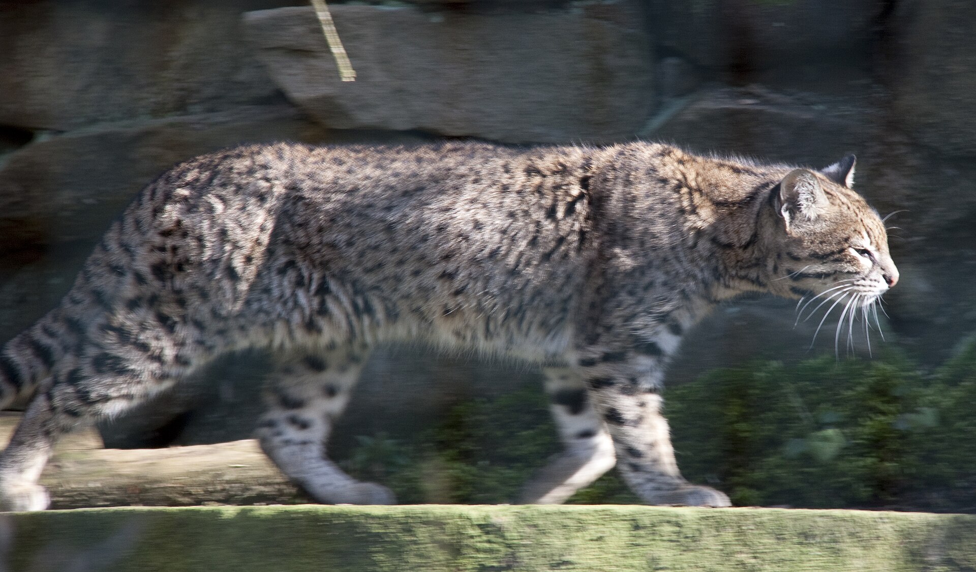 Salzkatze