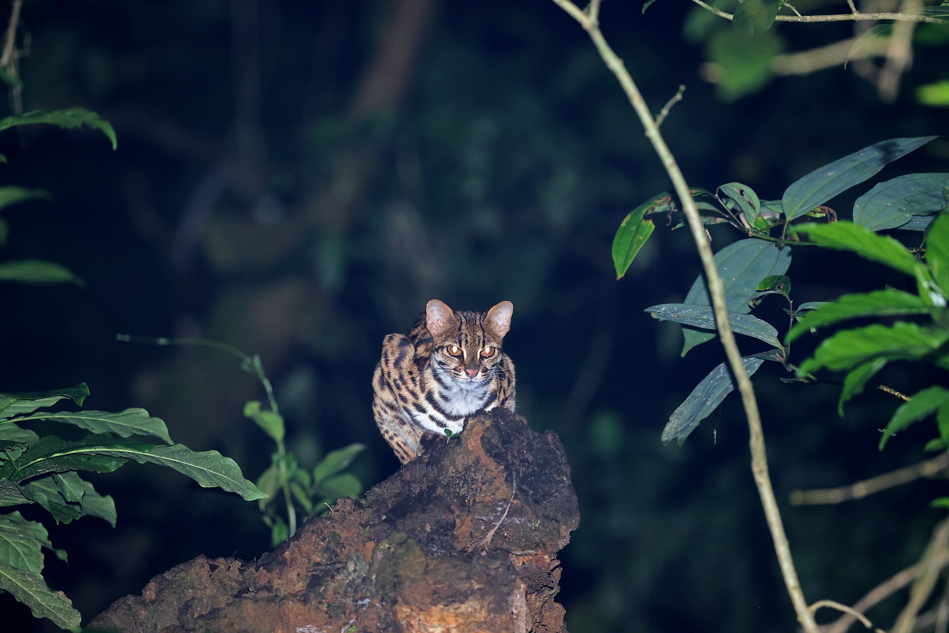 Leopard Cat