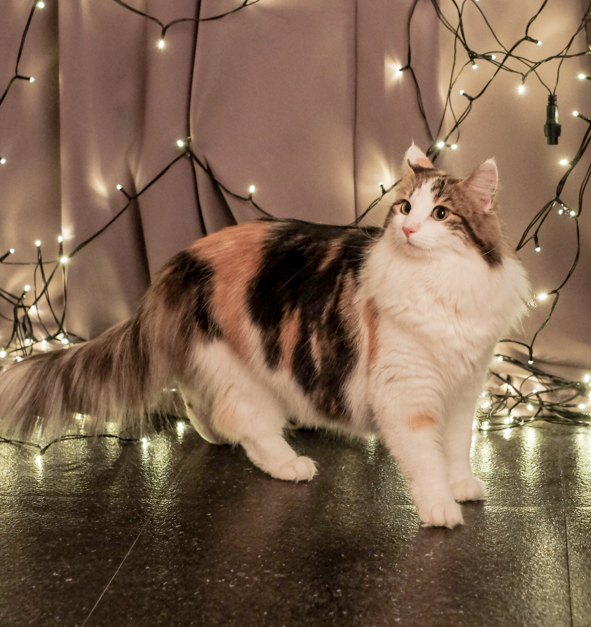 Norwegian Forest Cat