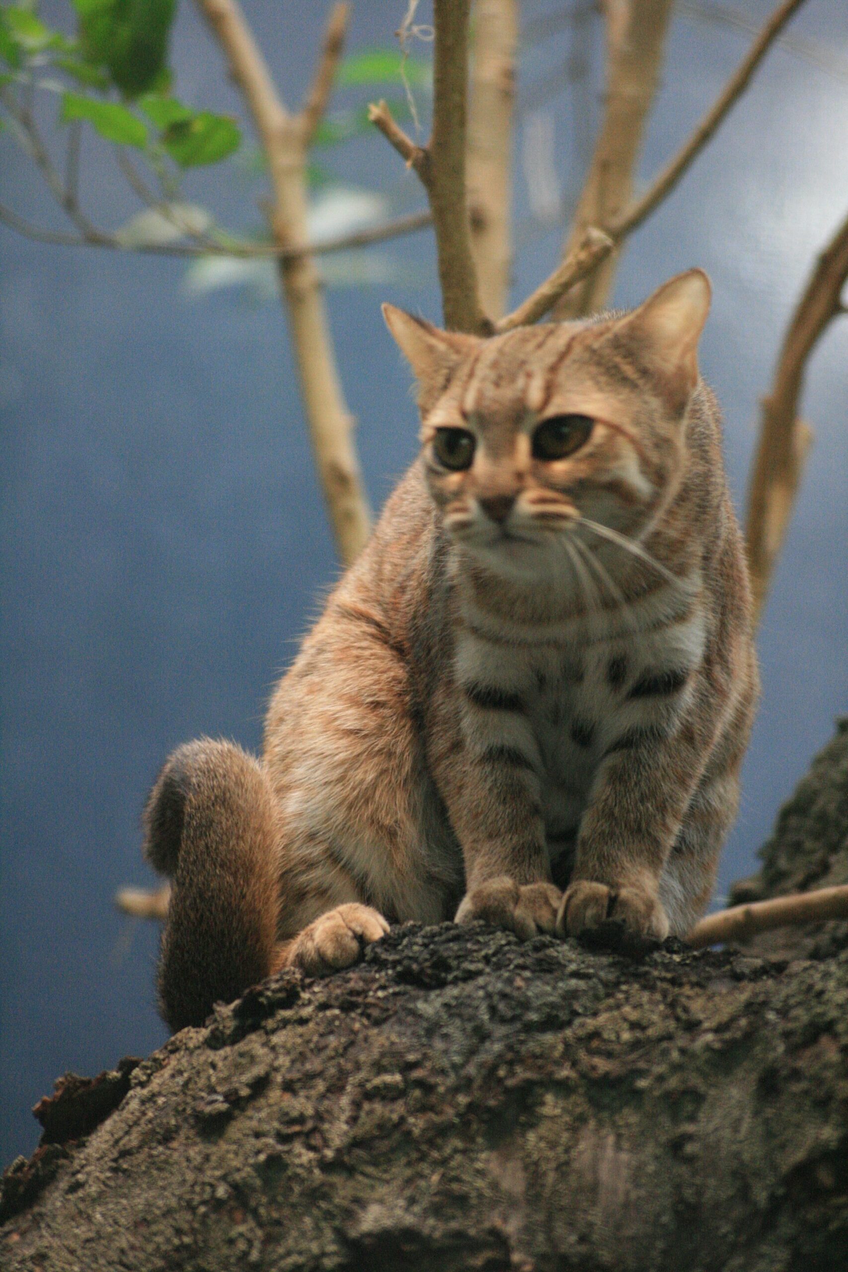 Rostkatze