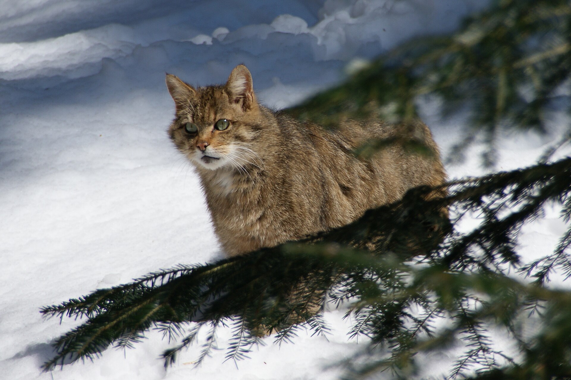European Wildcat
