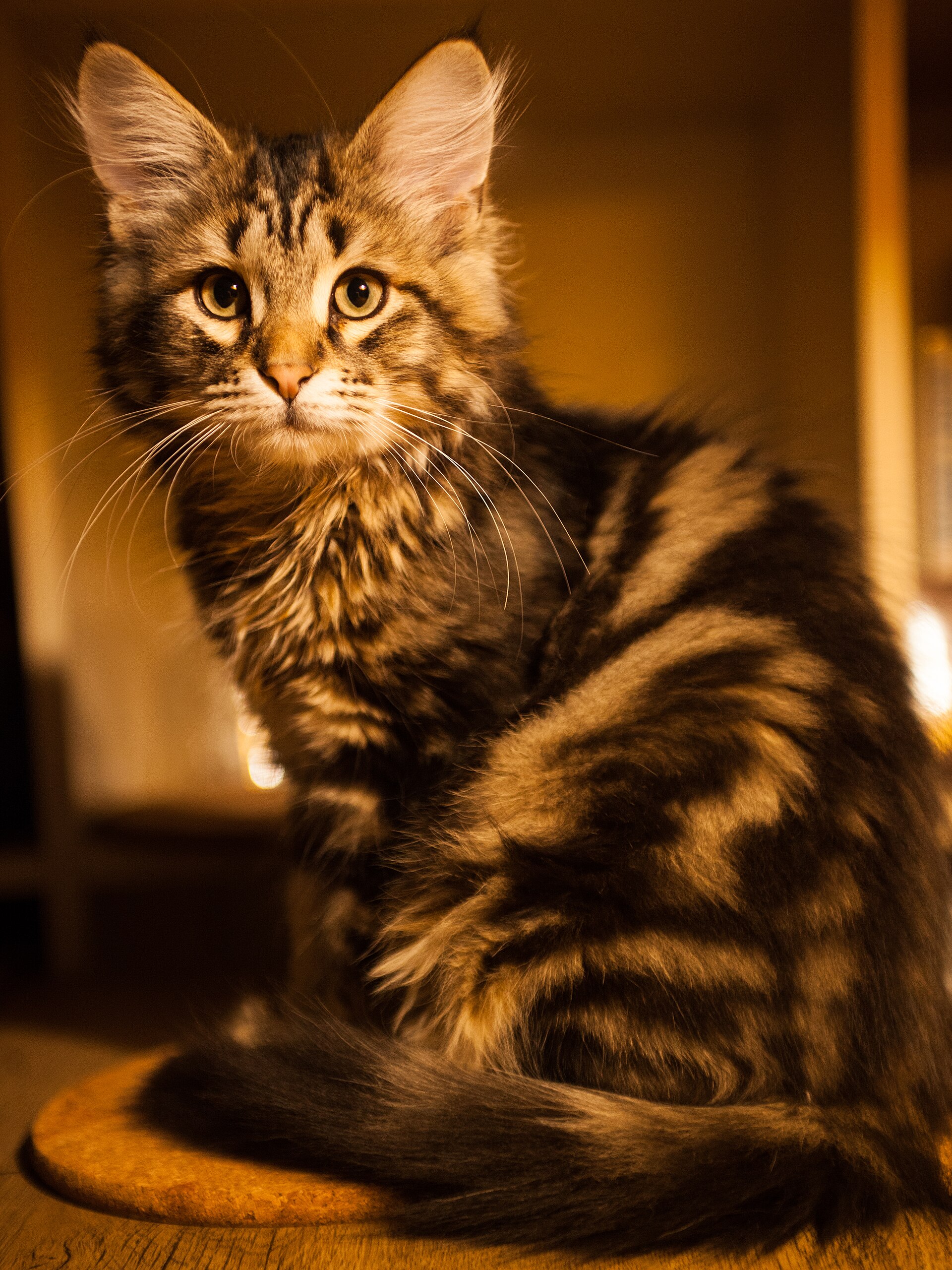 Siberian Cat
