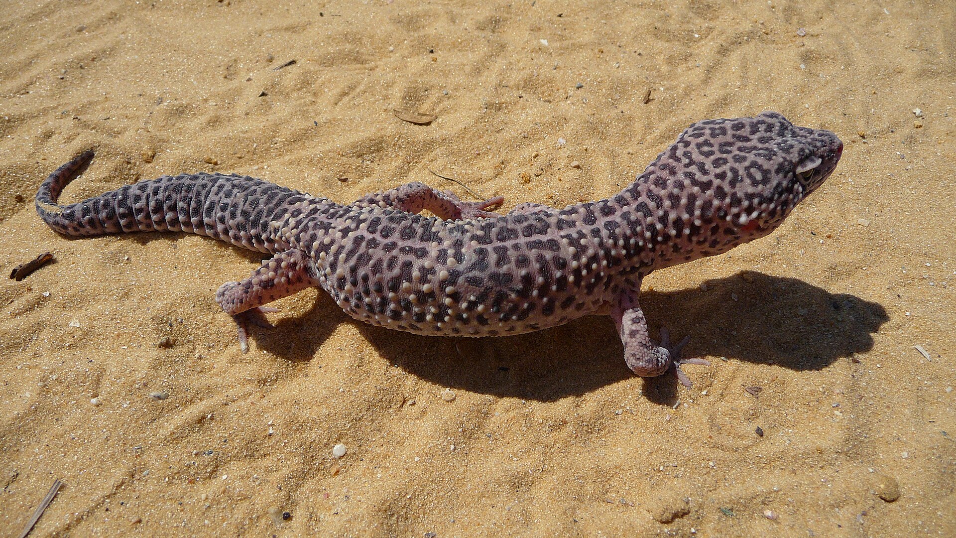 Leopardgecko