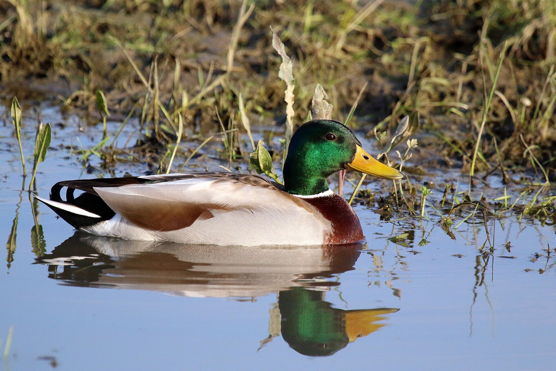 Mallard