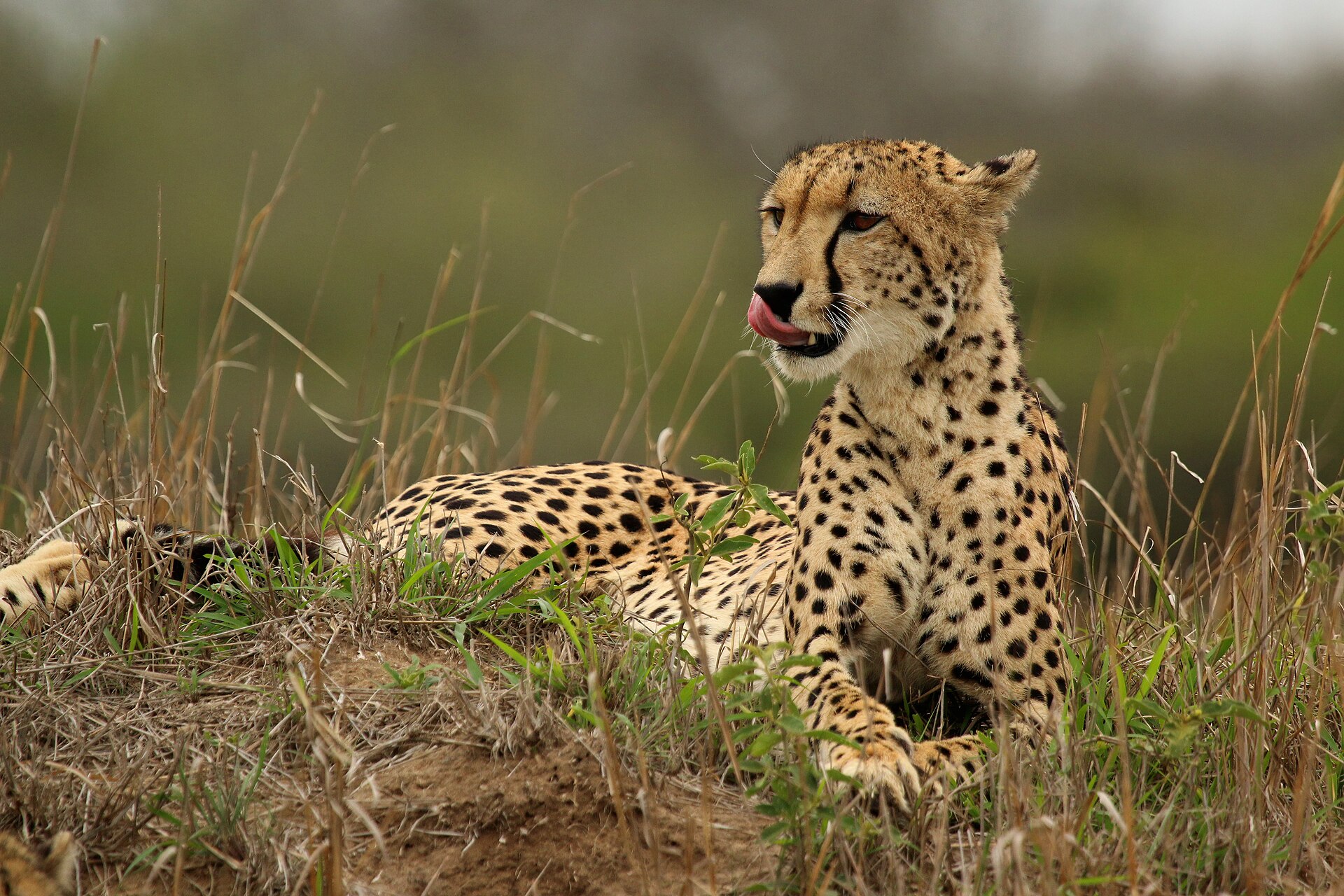 Gepard