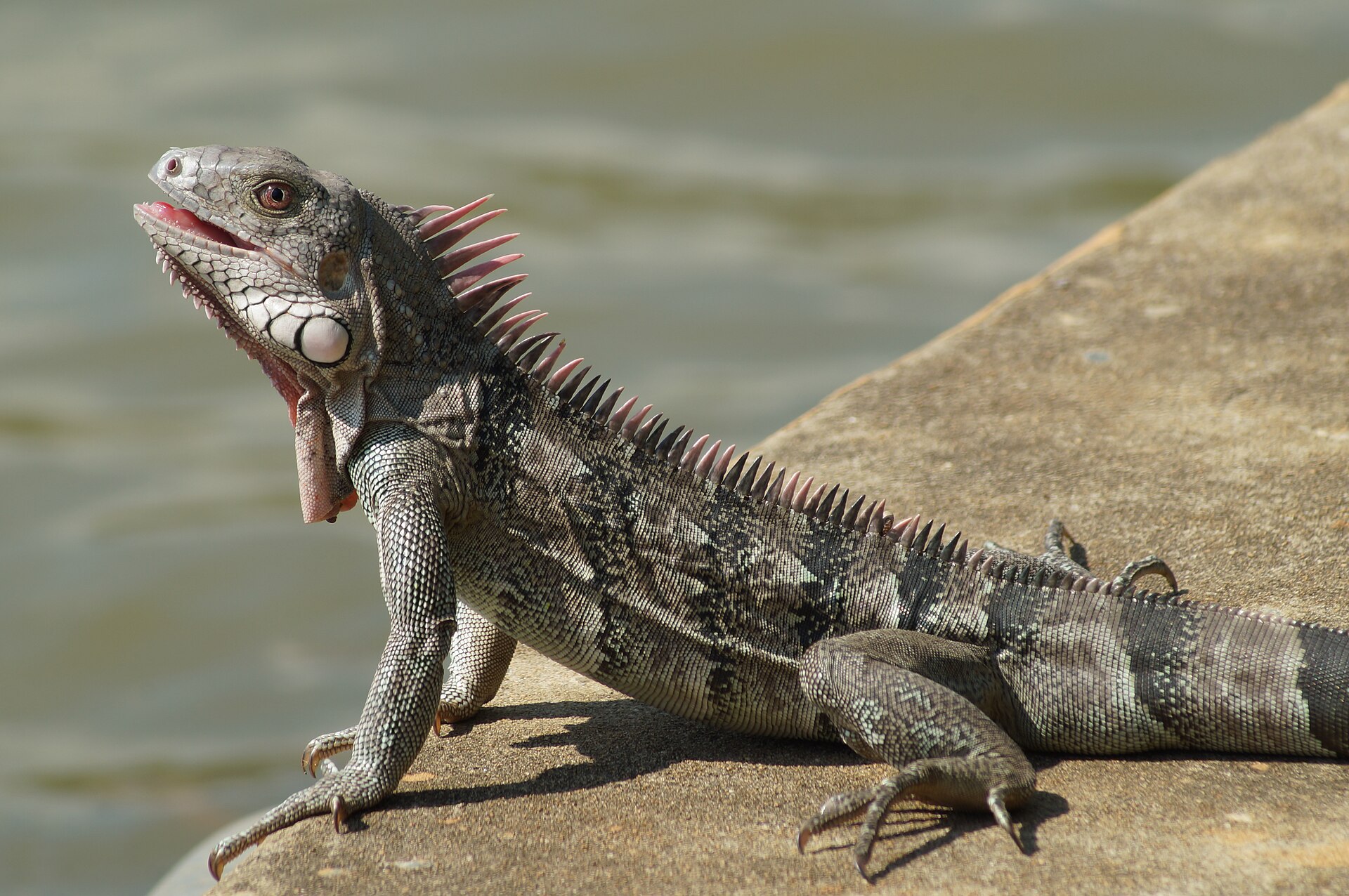 Iguana Verde