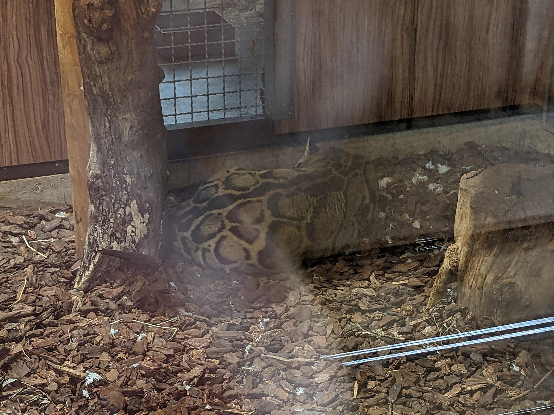 Clouded Leopard
