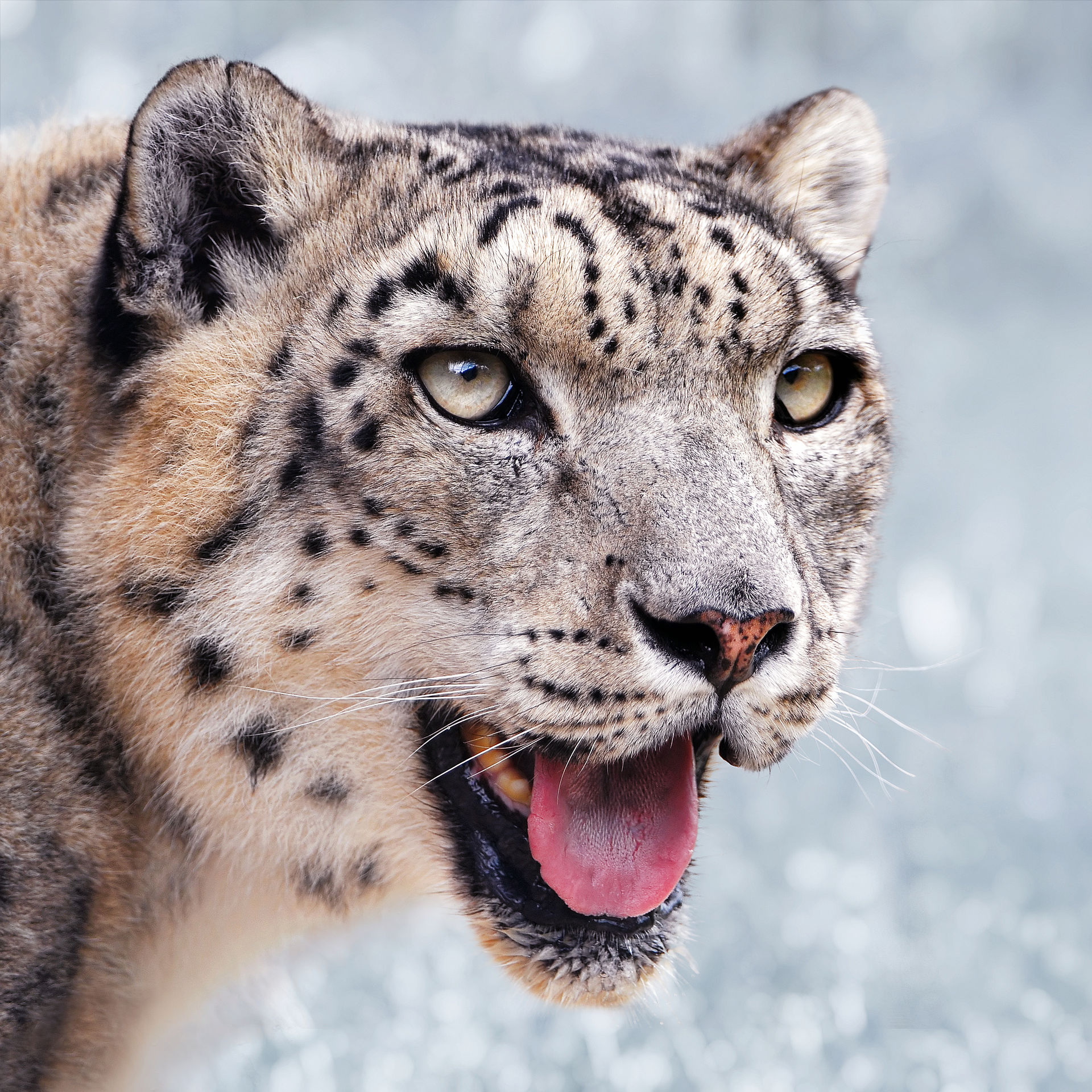 Schneeleopard