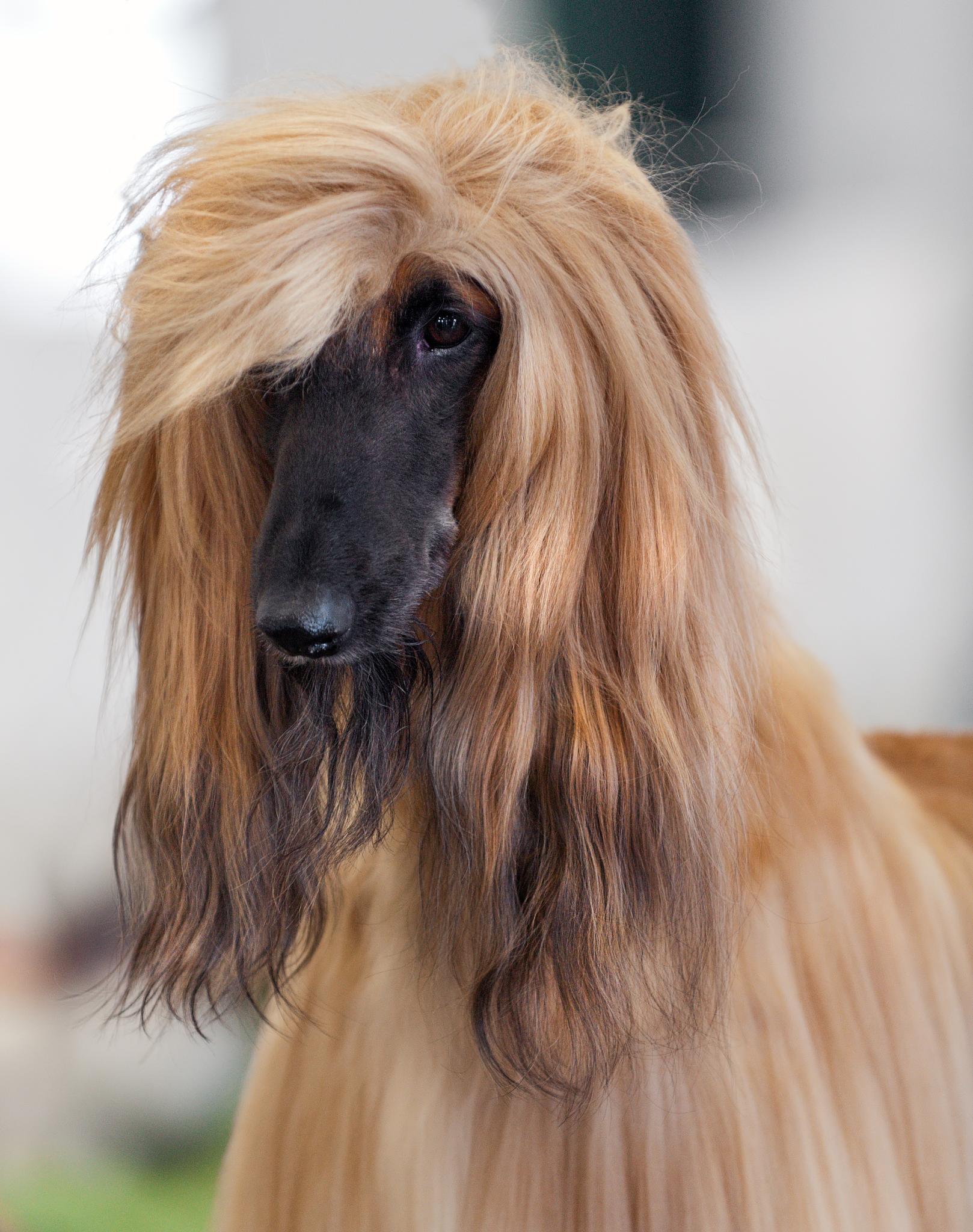Afghanischer Windhund