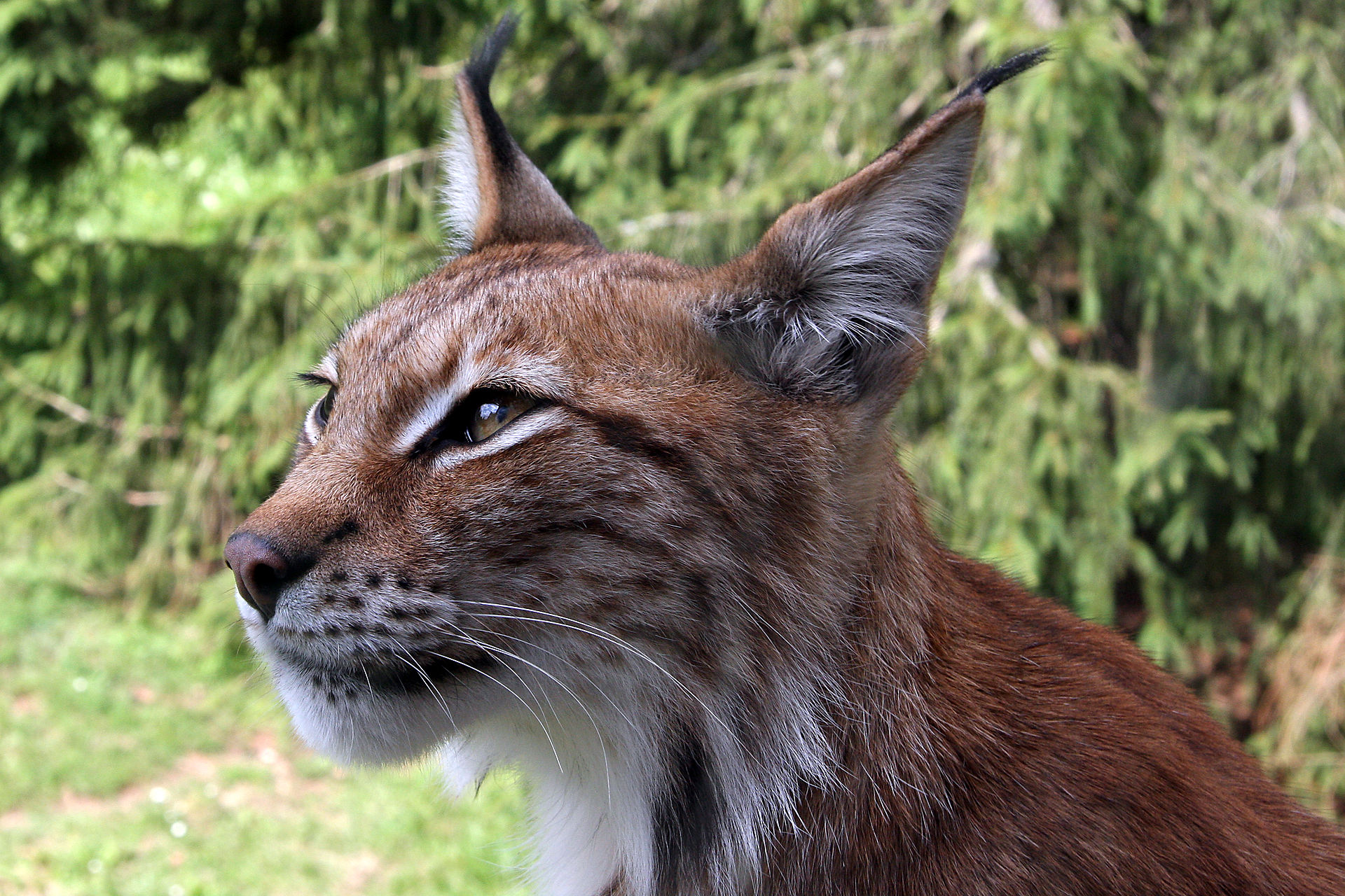 Eurasischer Luchs