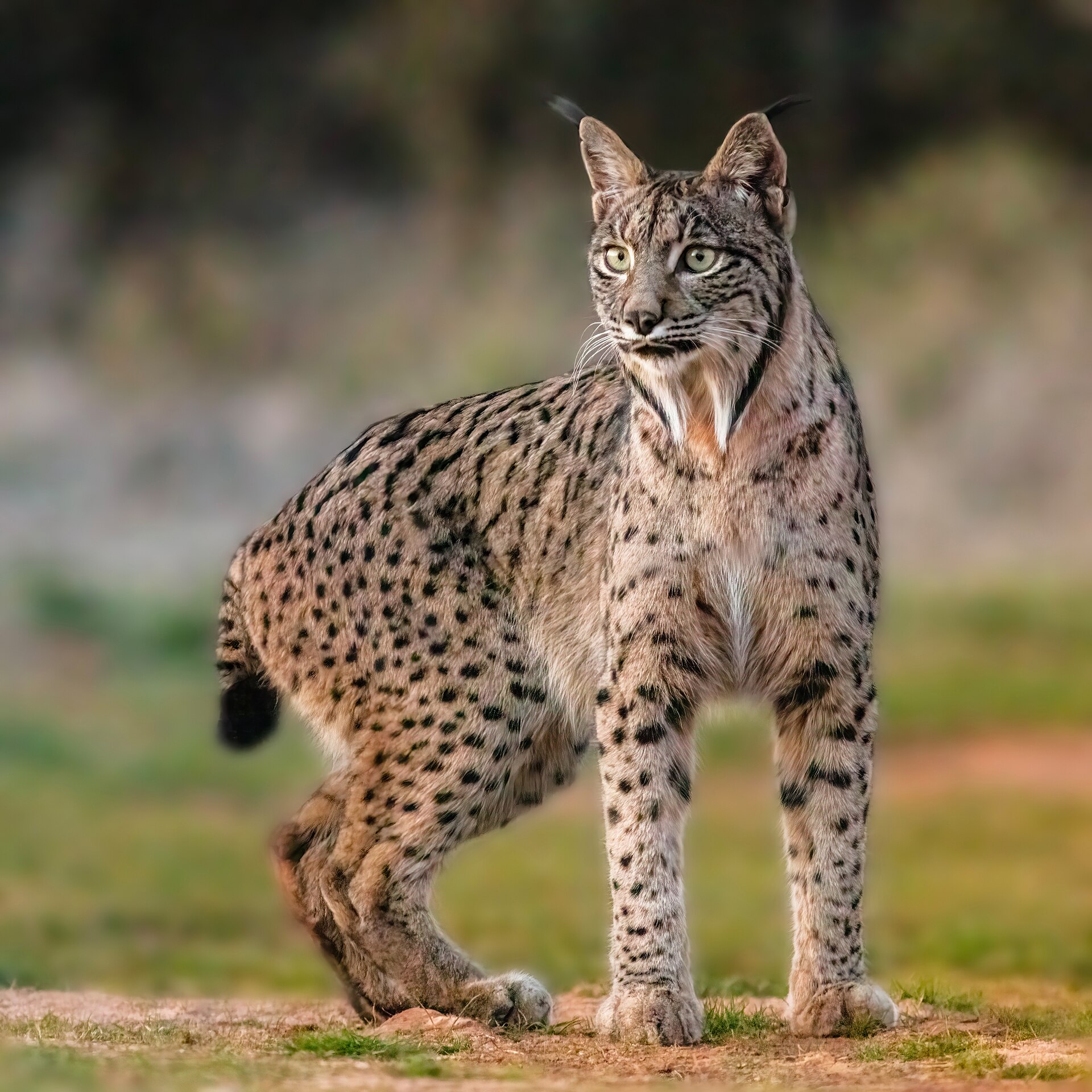 Pardelluchs