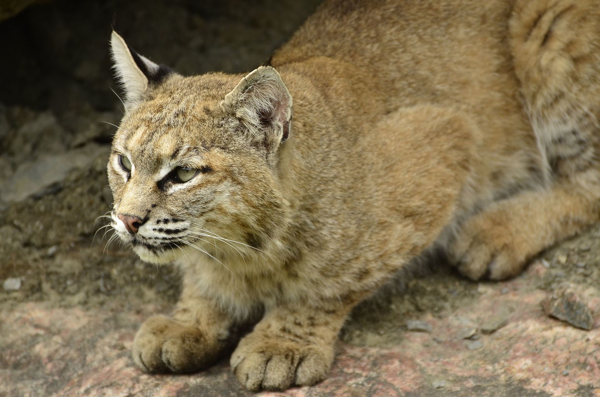 Rotluchs