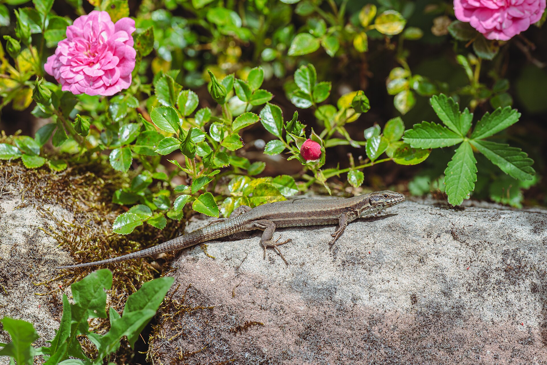Common Wall Lizard