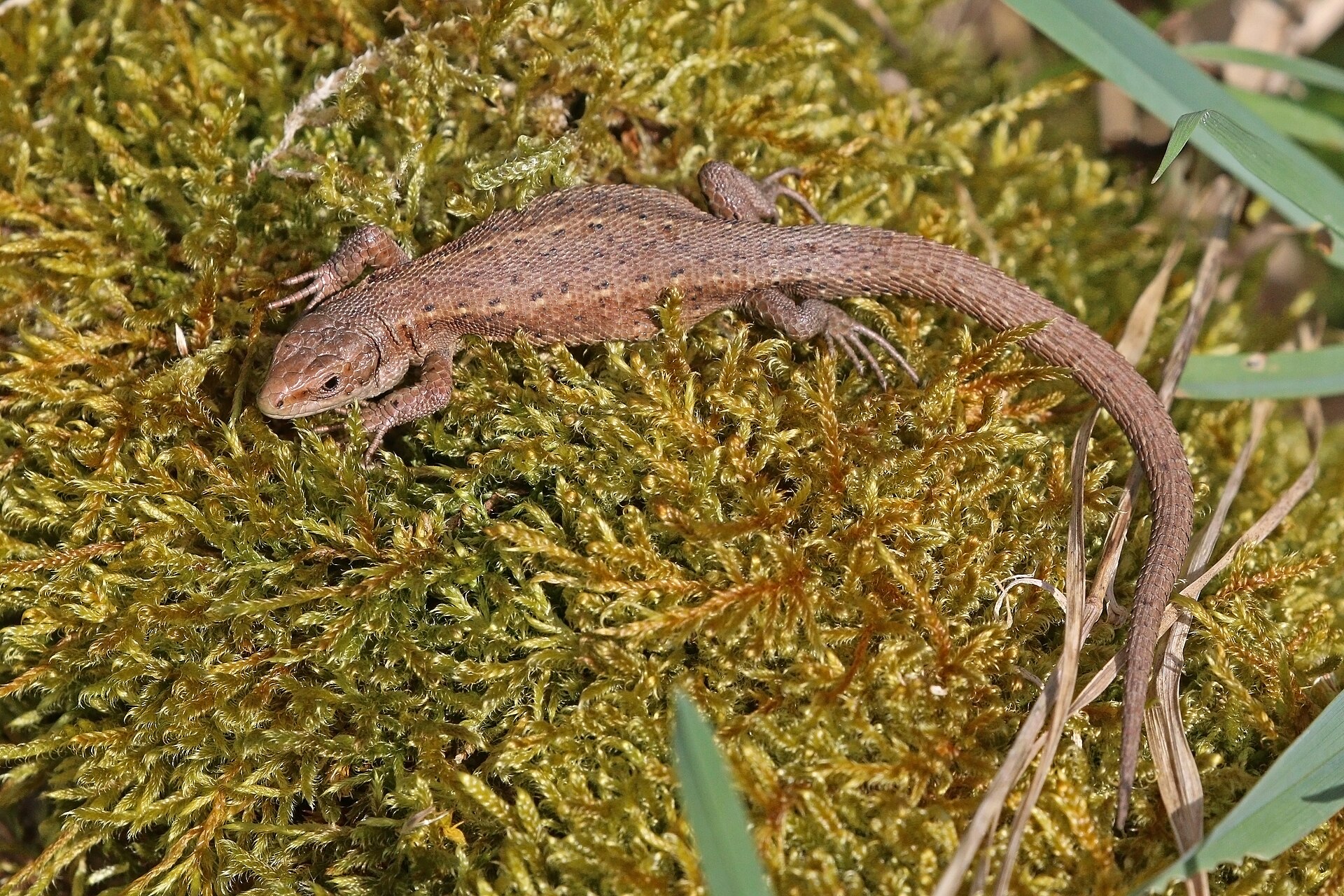 Lagartija de Turbera