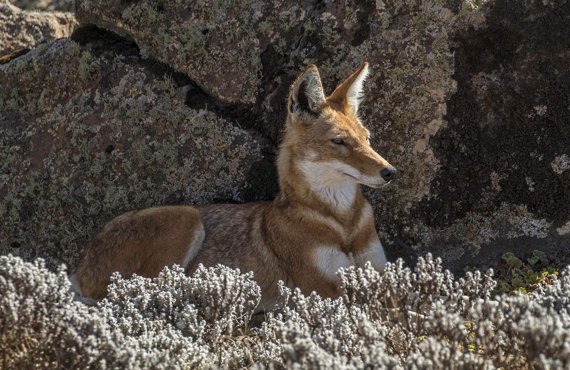 Äthiopischer Wolf