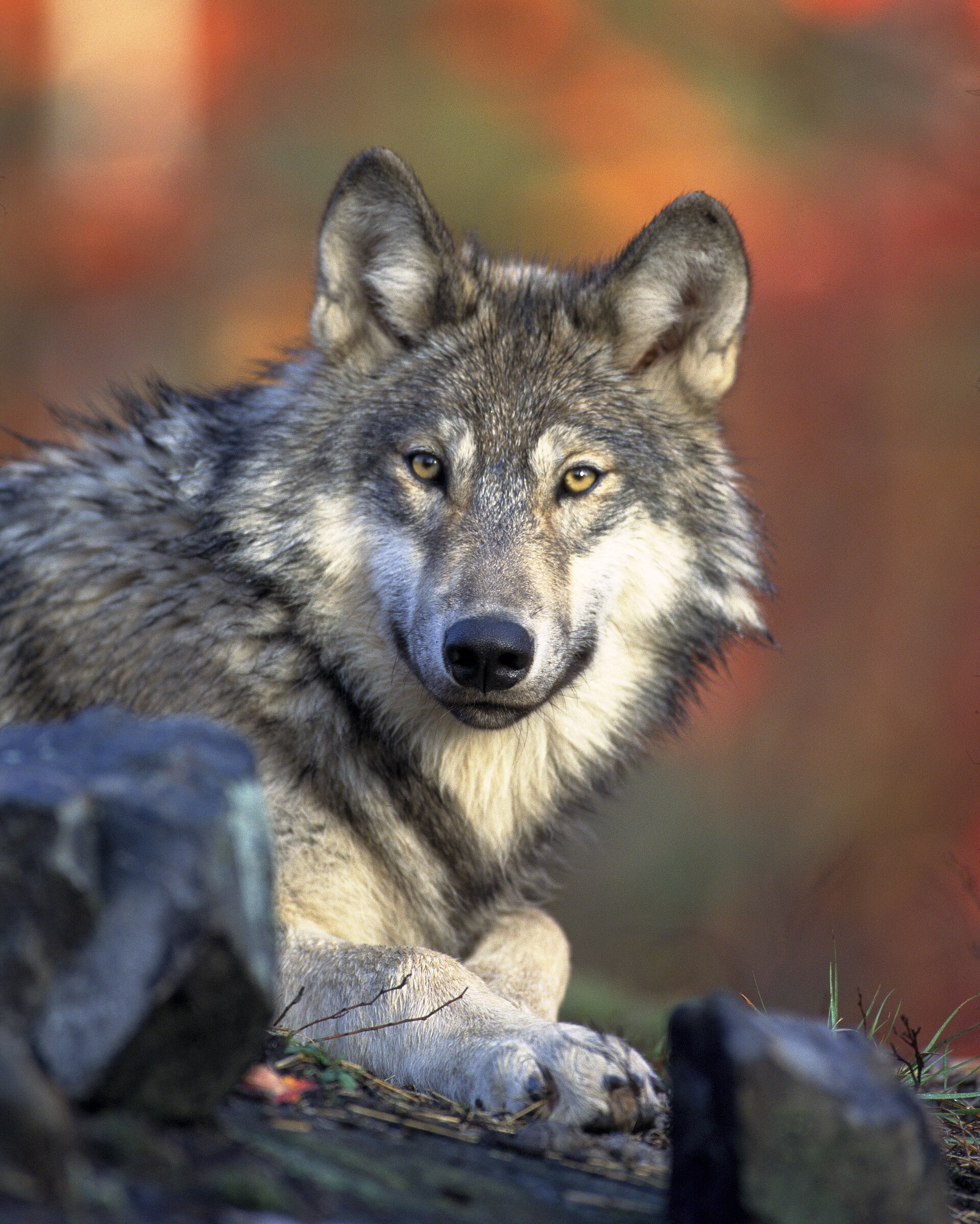 Lobo Gris
