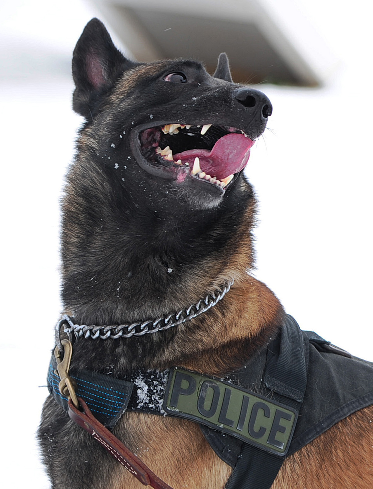 Belgian Malinois