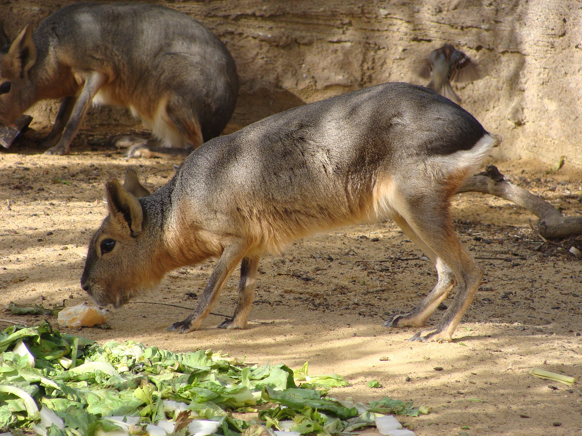 Patagonian Mara