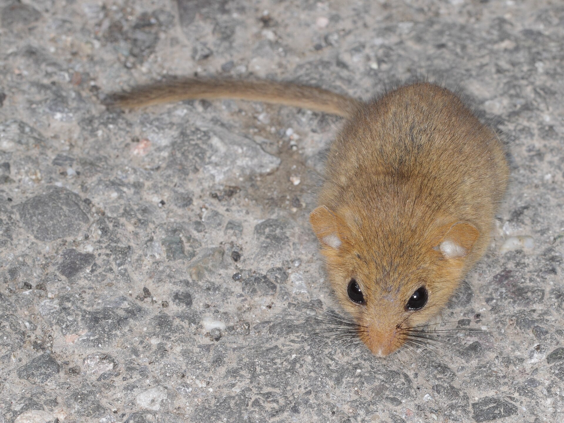 Hazel Dormouse